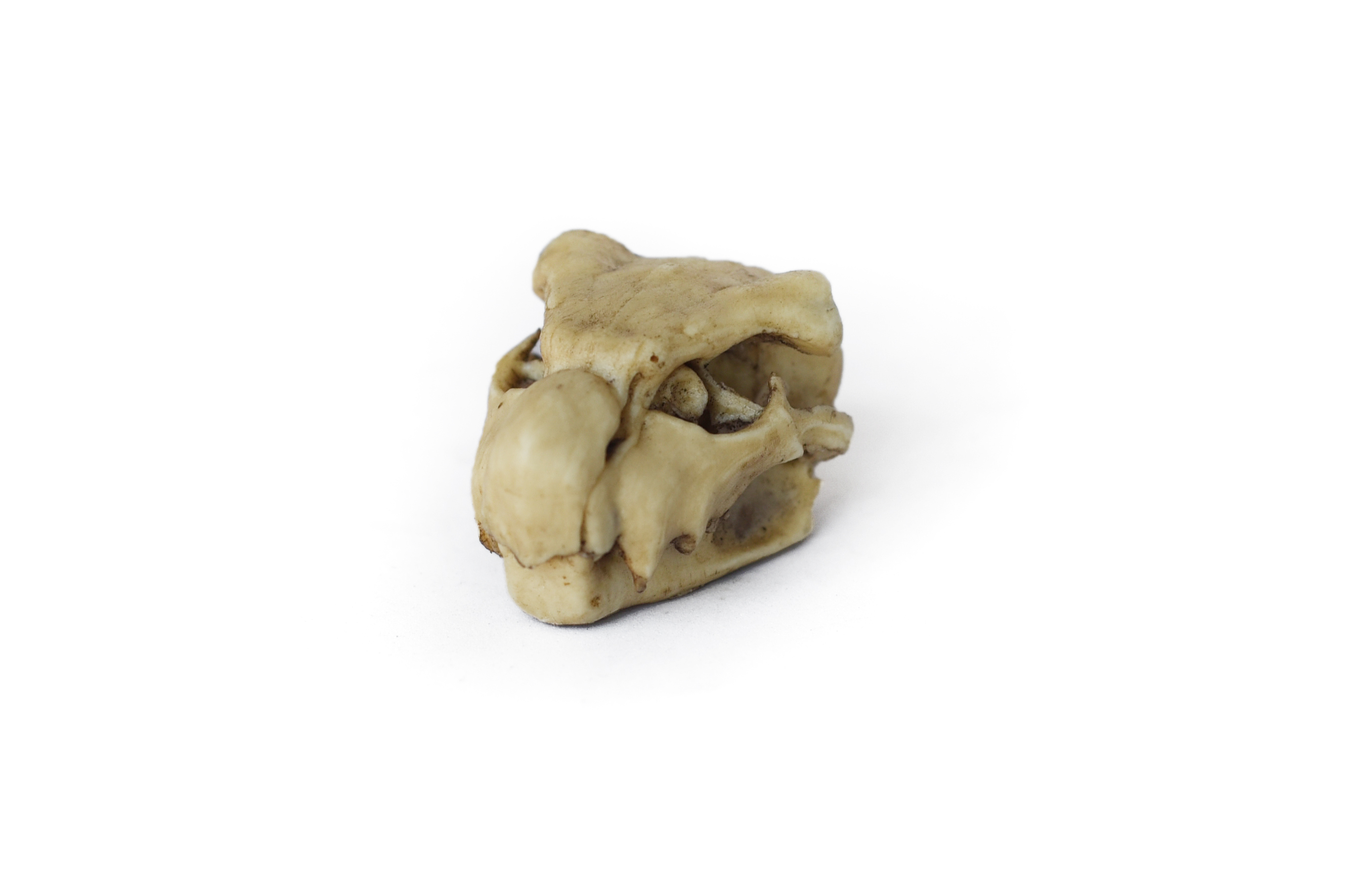 Monster Hunter Skulls "Series one" PETIT SIZE
