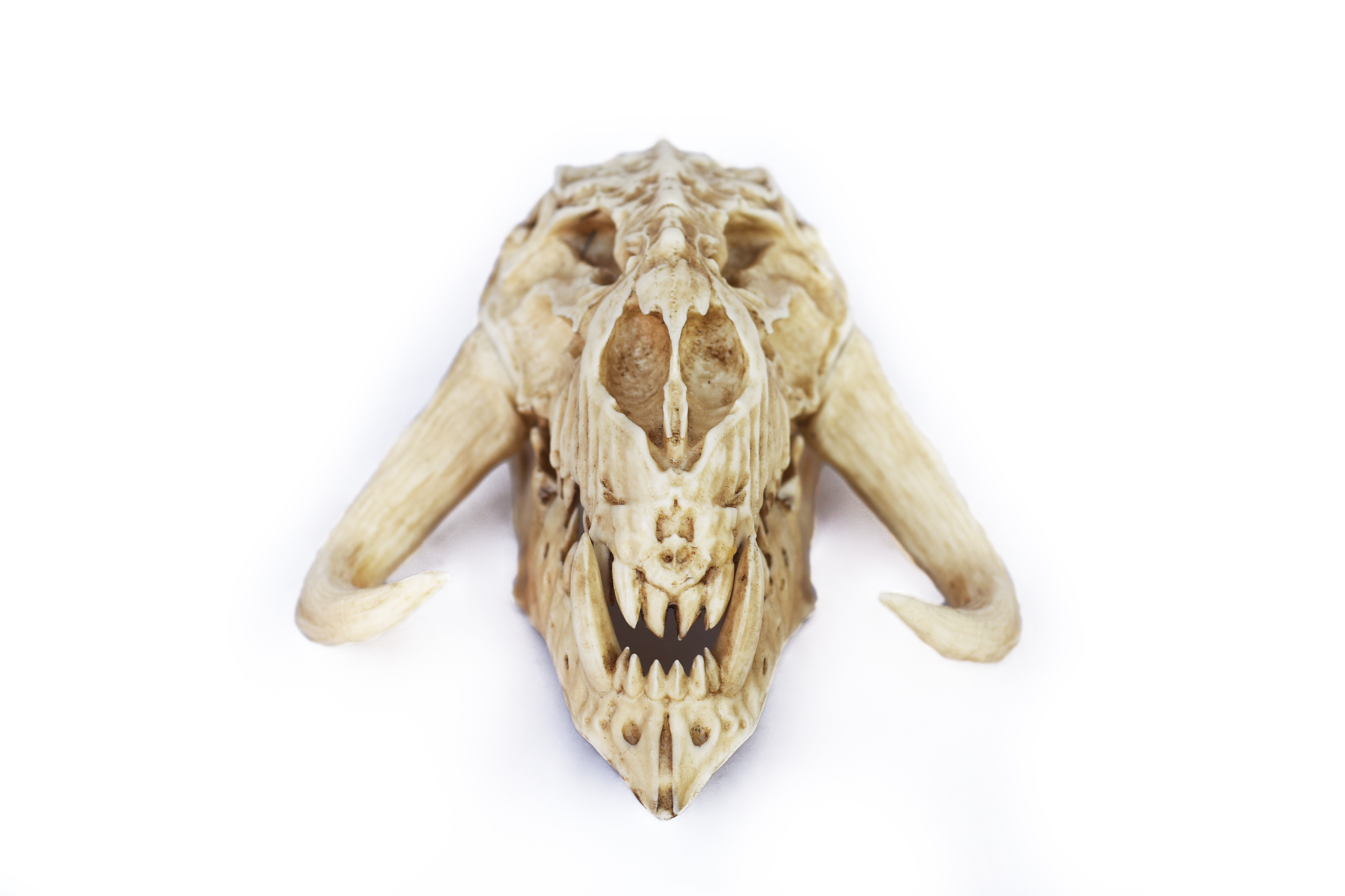 Mythosaur Skull PETIT Size Moveable jaw