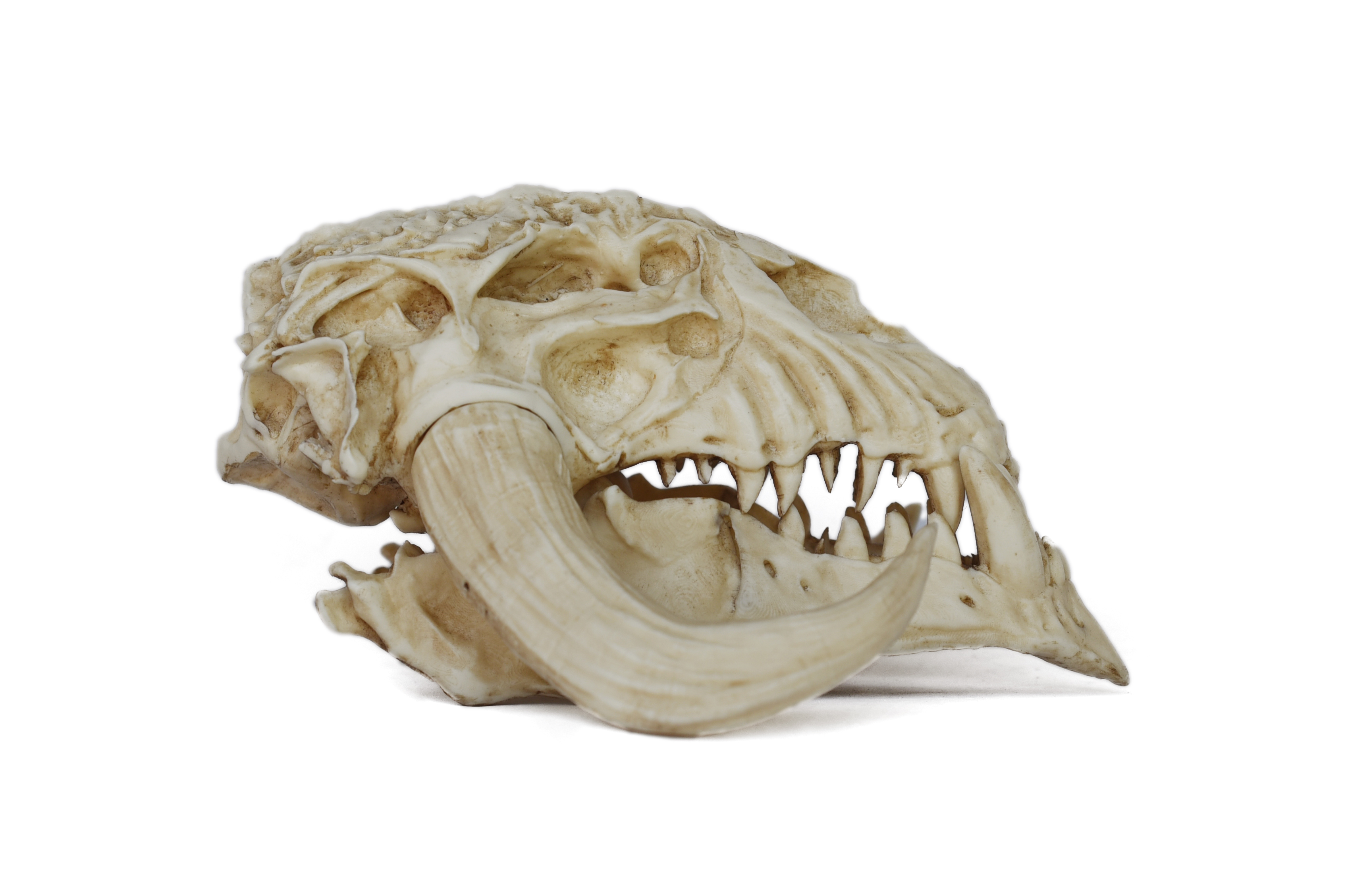Mythosaur Skull PETIT Size Moveable jaw