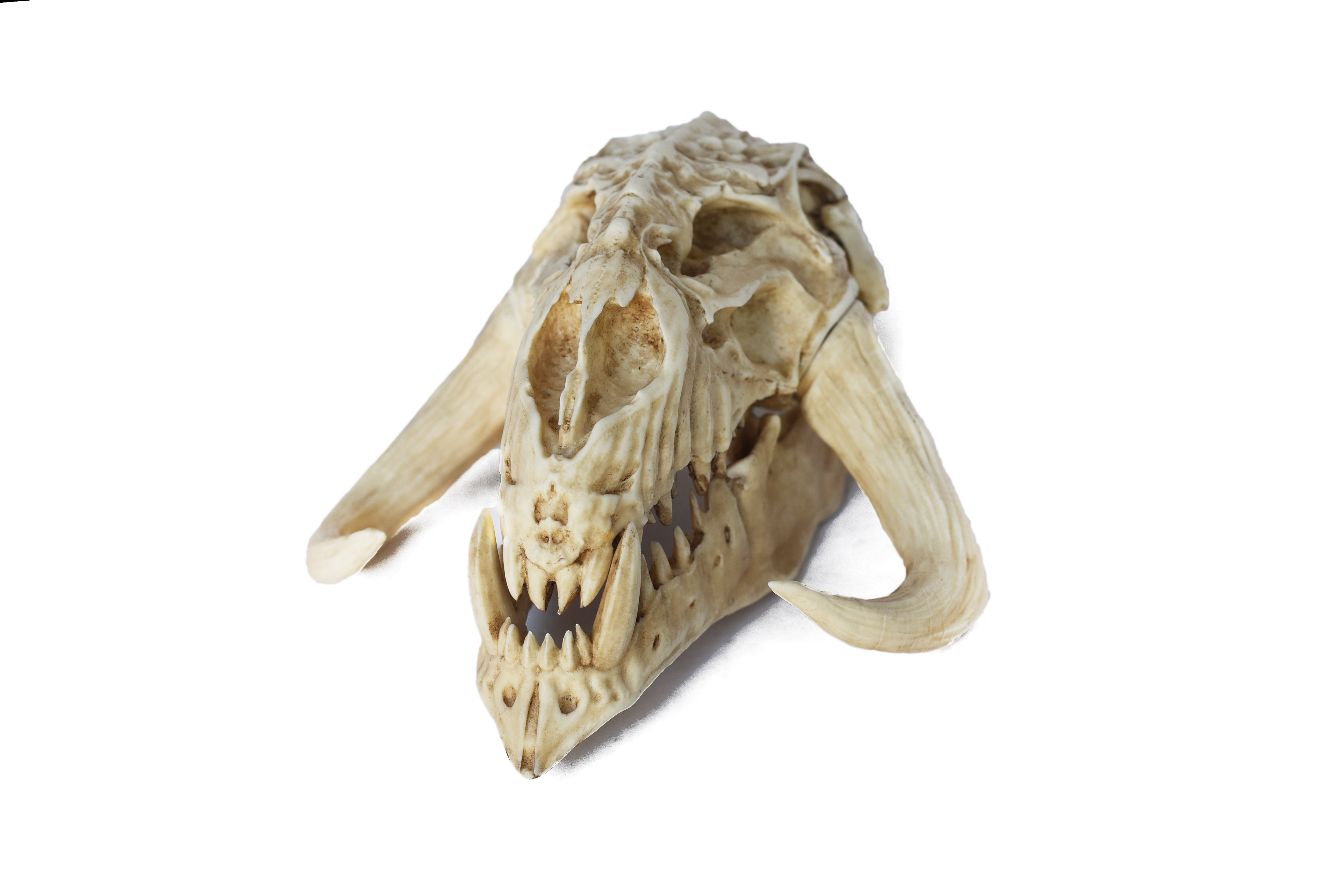Mythosaur Skull PETIT Size Moveable jaw