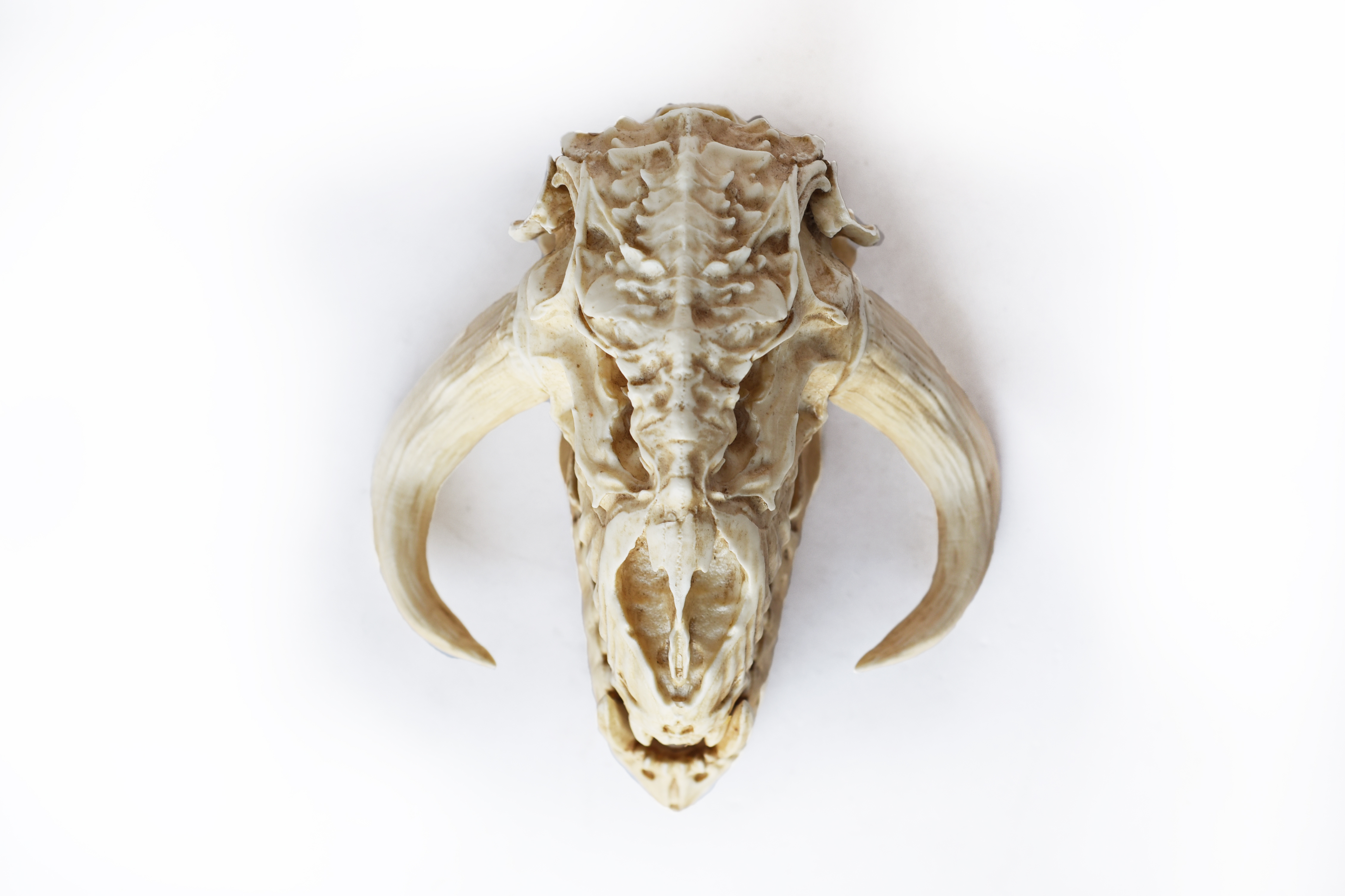 Mythosaur Skull PETIT Size Moveable jaw