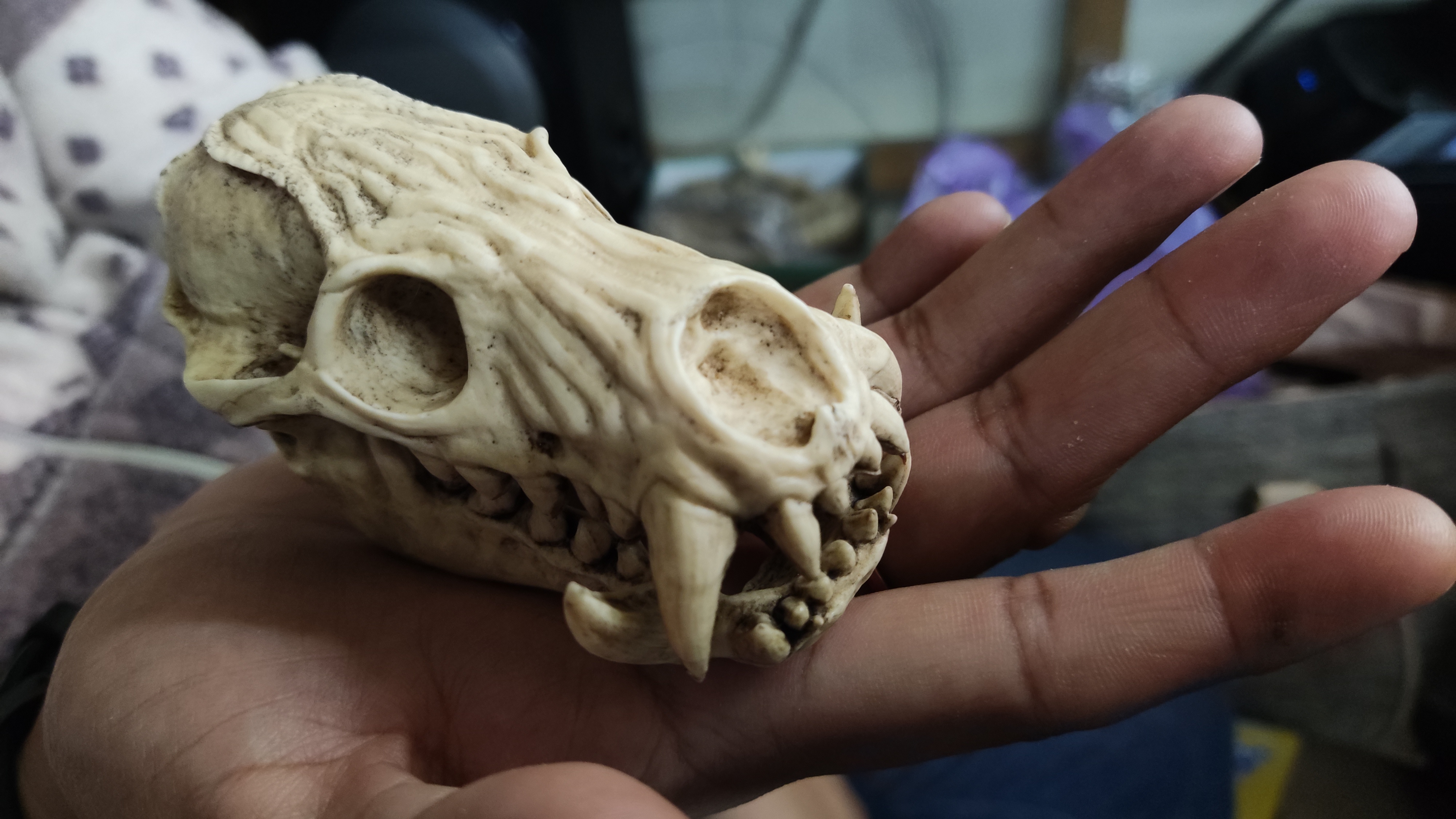 Odogaron Skull Moveable Jaw