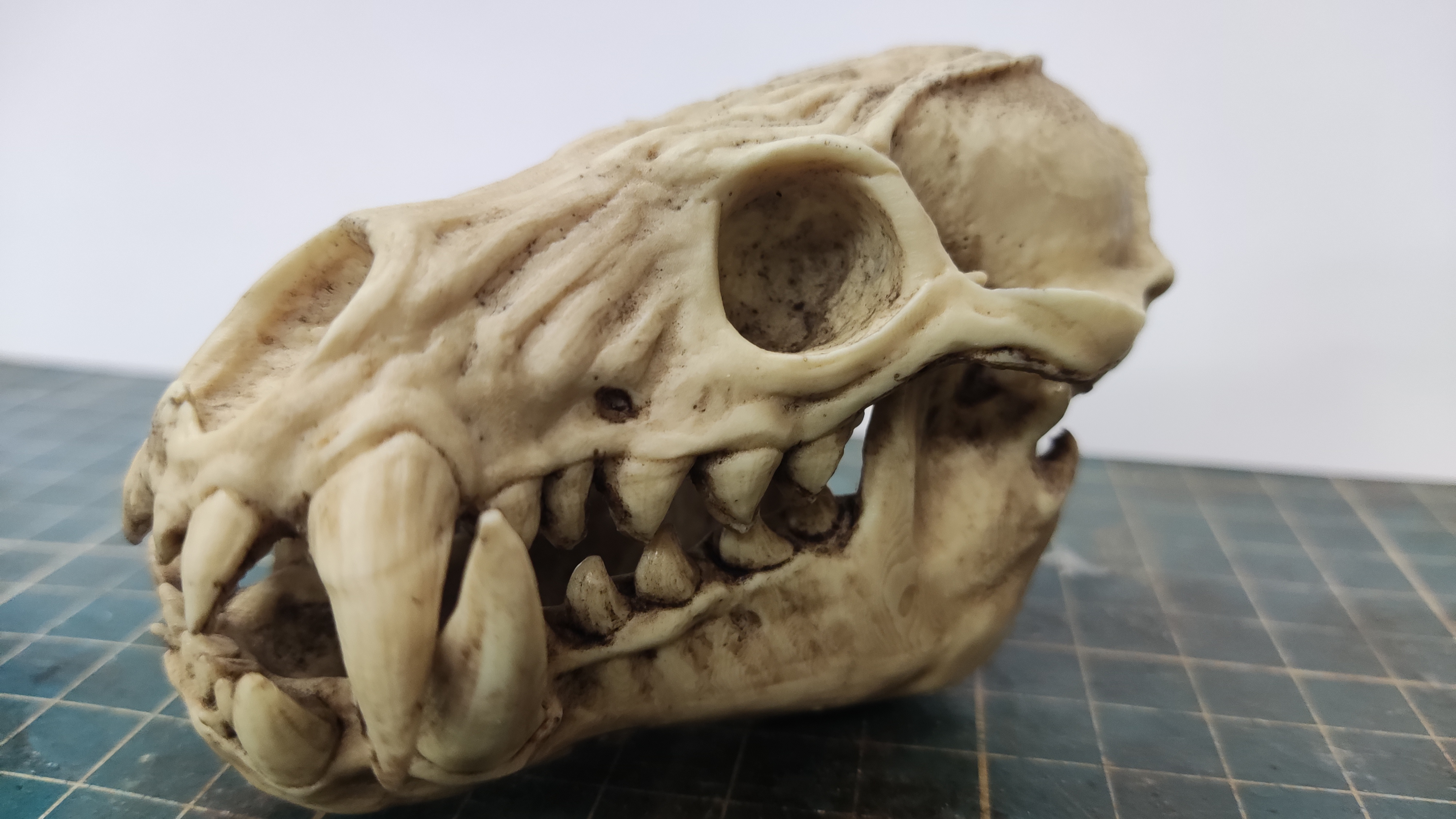 Odogaron Skull Moveable Jaw