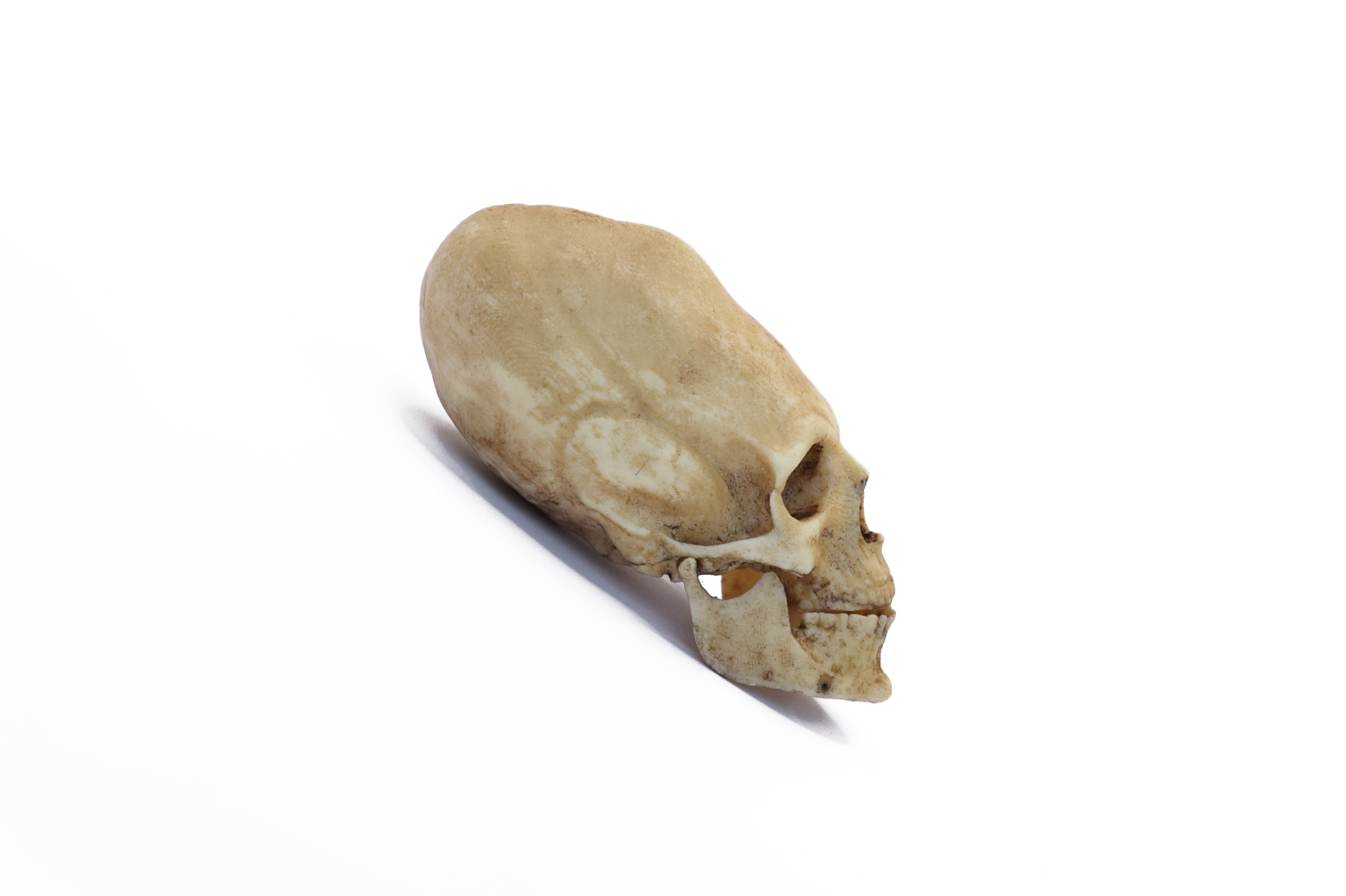 Peruvian Skull Replica 1/6 Scale Moveable Jaw