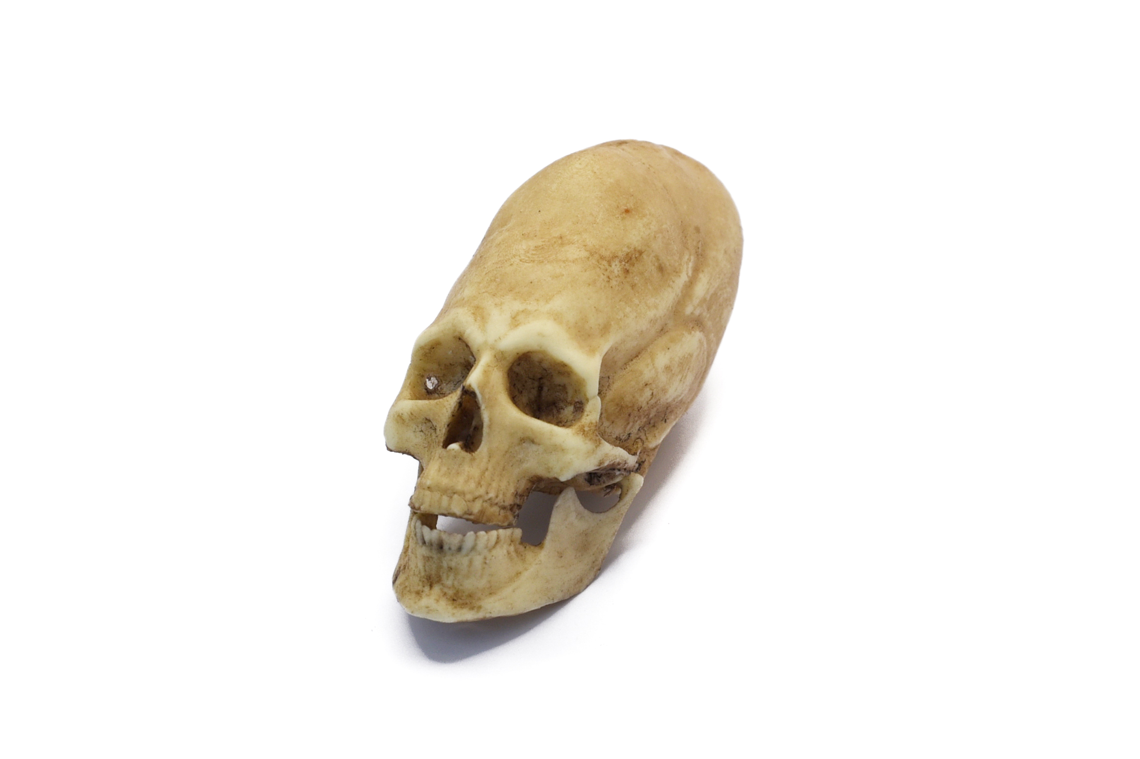 Peruvian Skull Replica 1/6 Scale Moveable Jaw