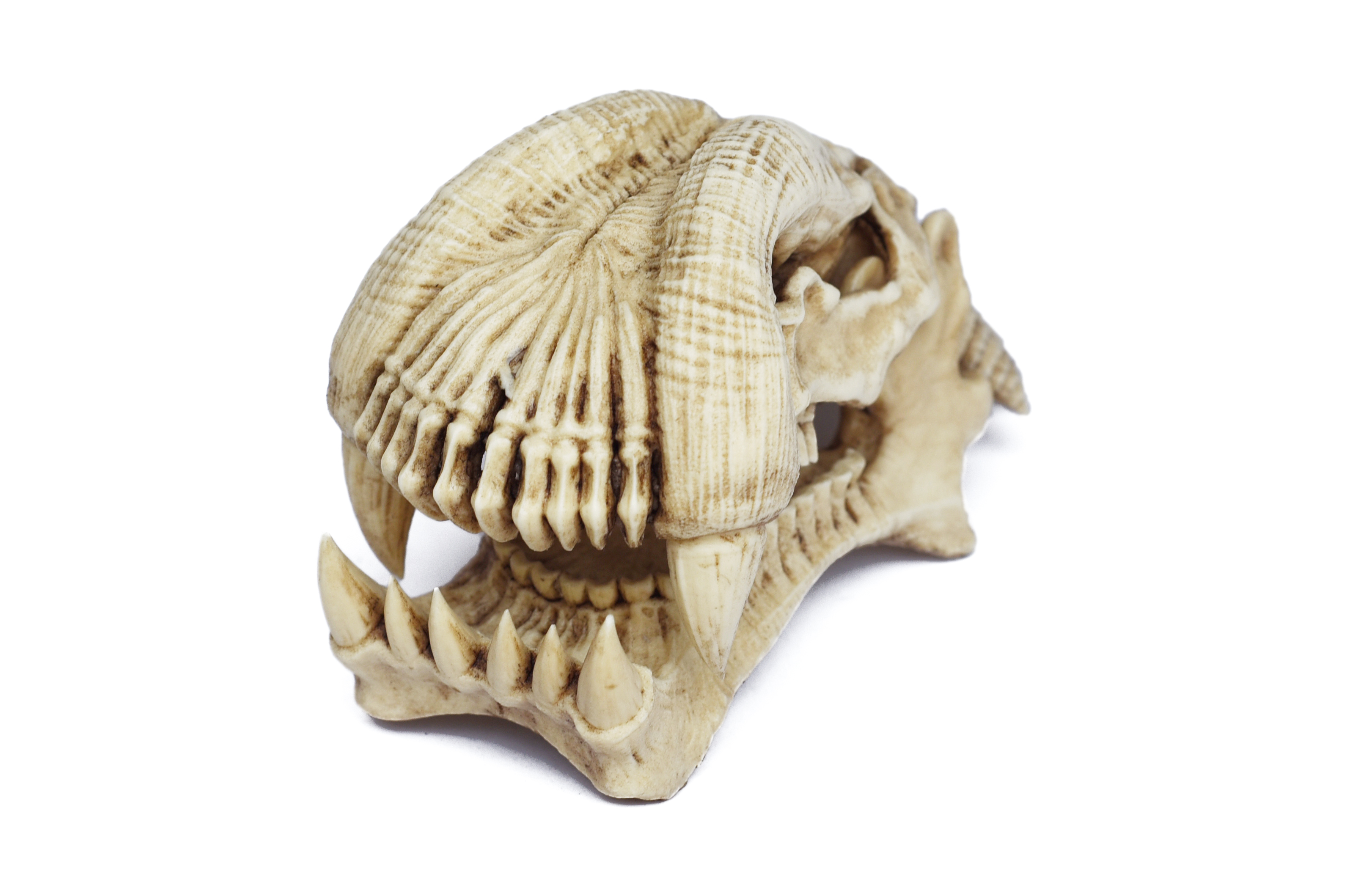 Alien skull "Predator 2" 1/6 scale (Trophy Skull)