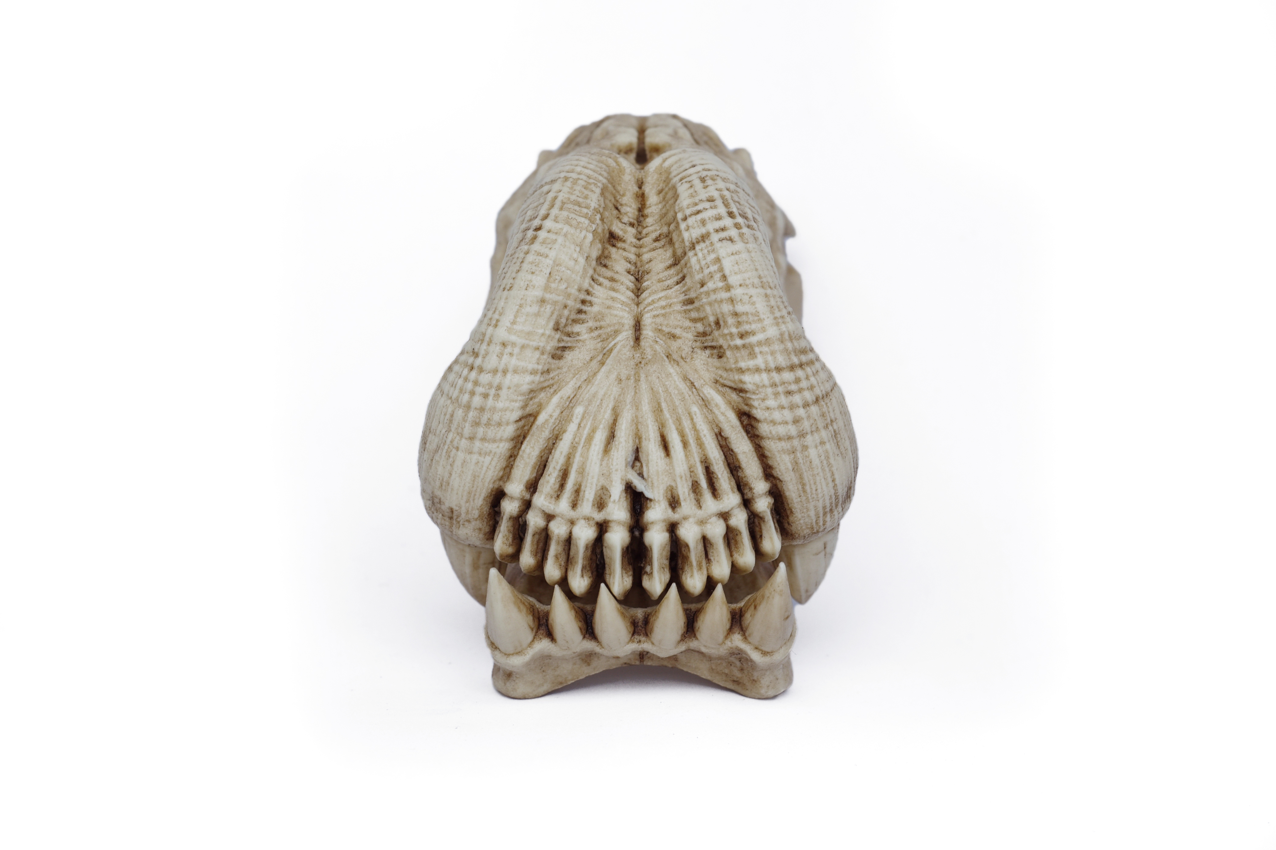 Alien skull "Predator 2" 1/6 scale (Trophy Skull)