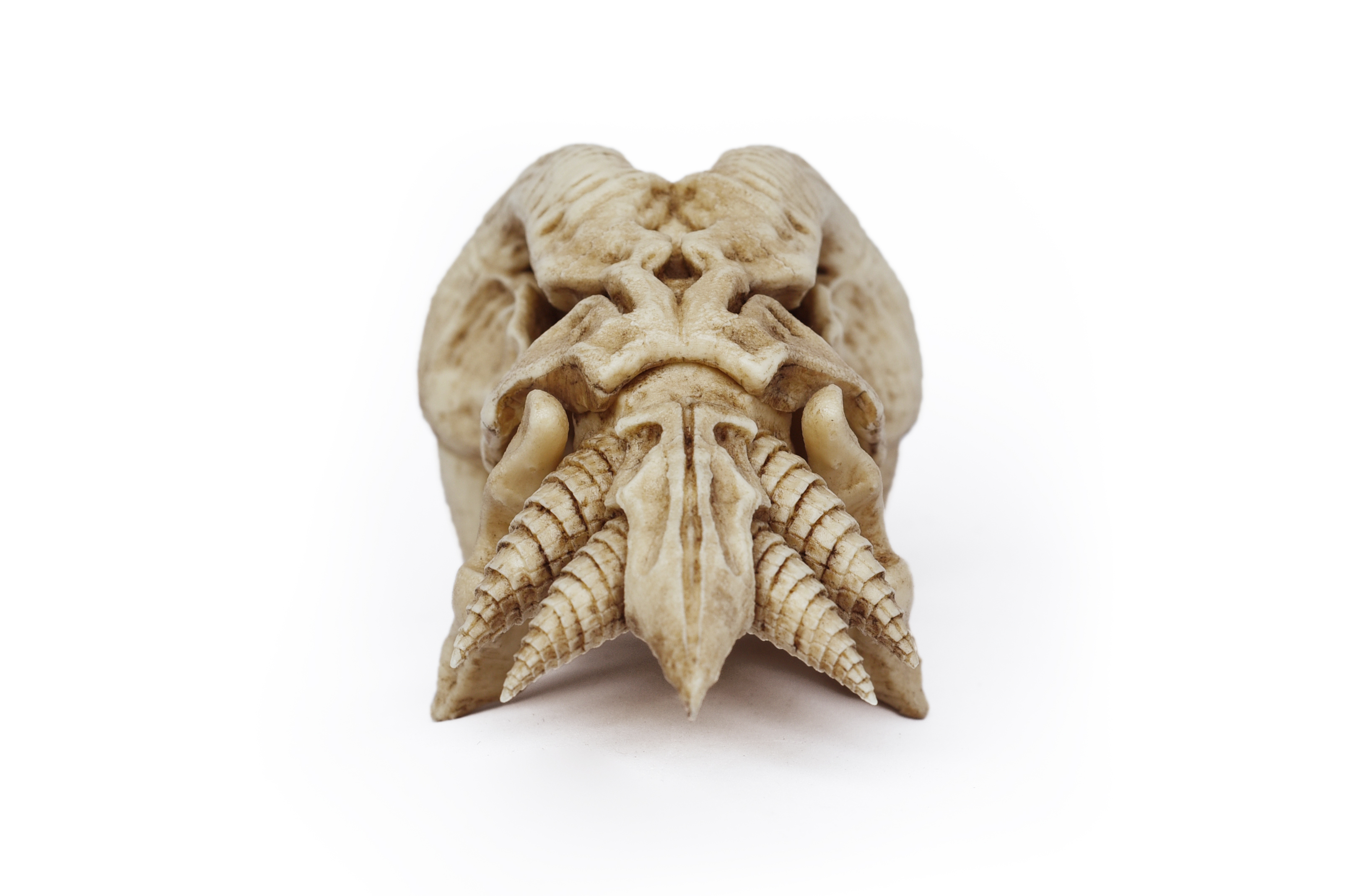 Alien skull "Predator 2" 1/6 scale (Trophy Skull)