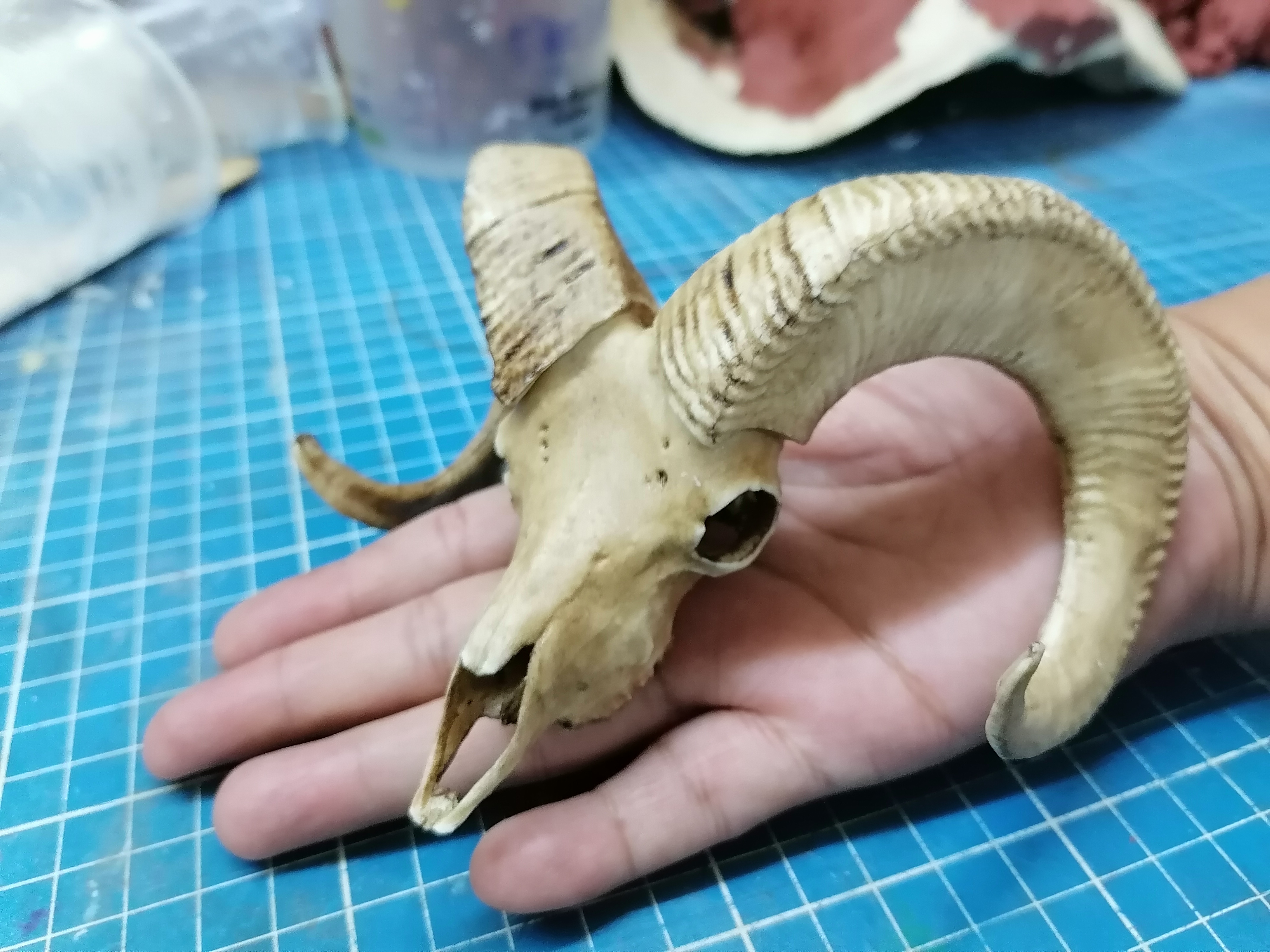 Ram Skull 1/3 Scale