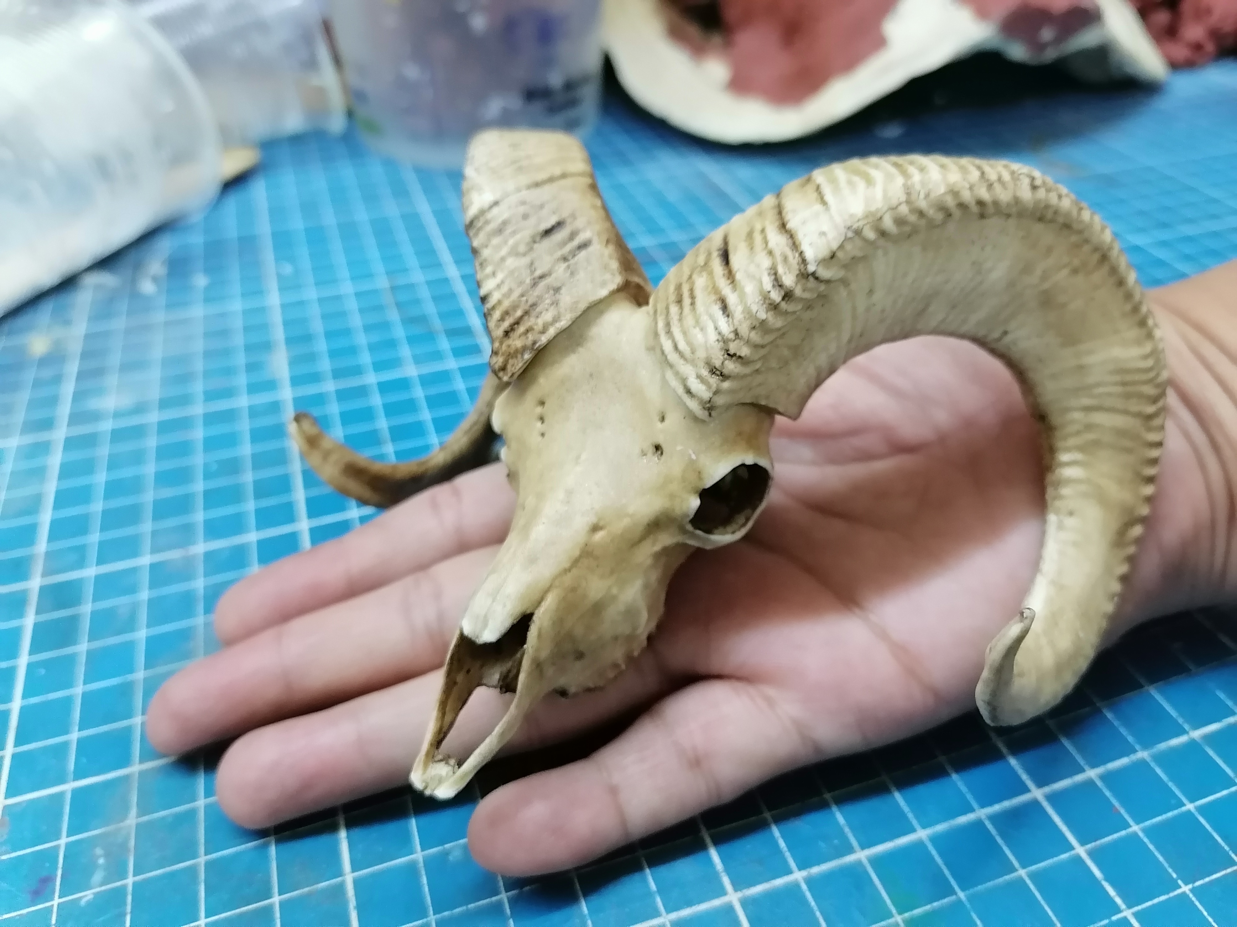 Ram Skull 1/3 Scale