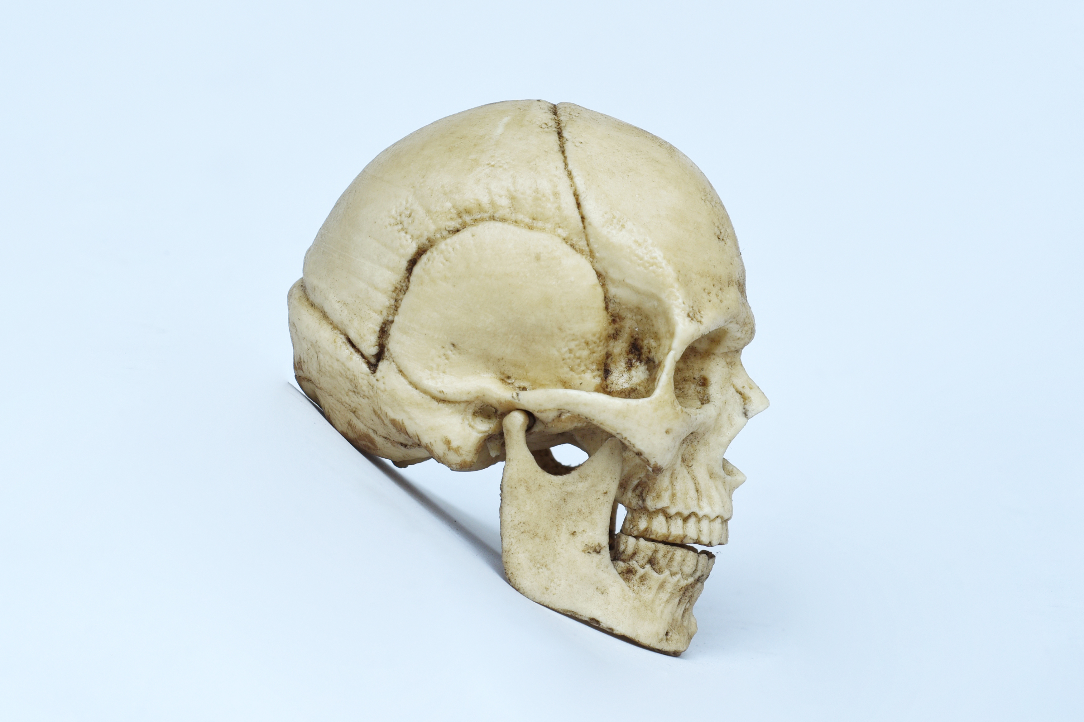 1/3 Scale Human Skull mobeable jaw