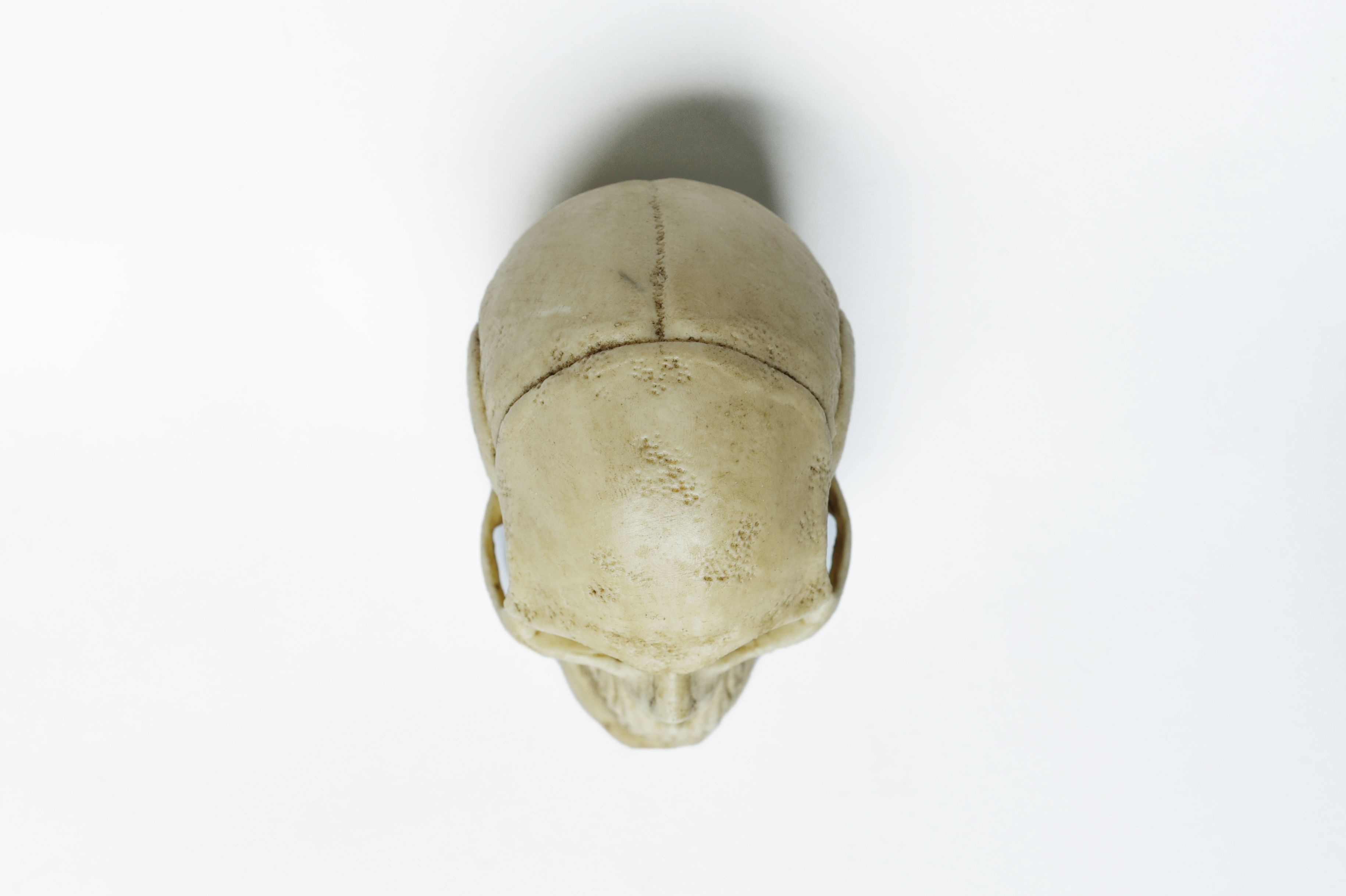 1/3 Scale Human Skull mobeable jaw