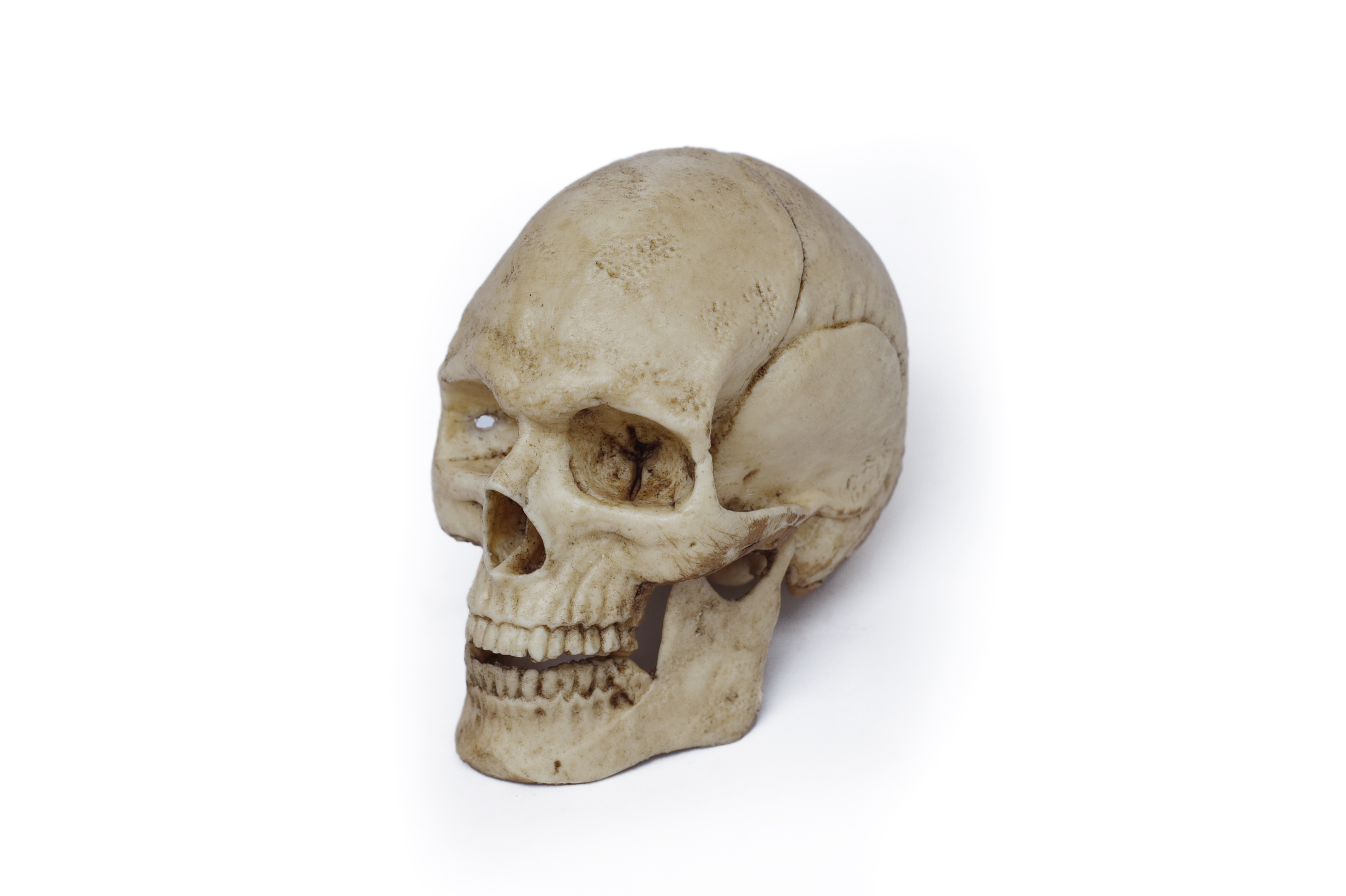 1/3 Scale Human Skull mobeable jaw