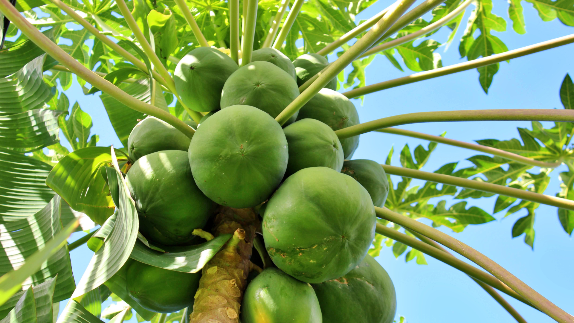 Papayas frescas