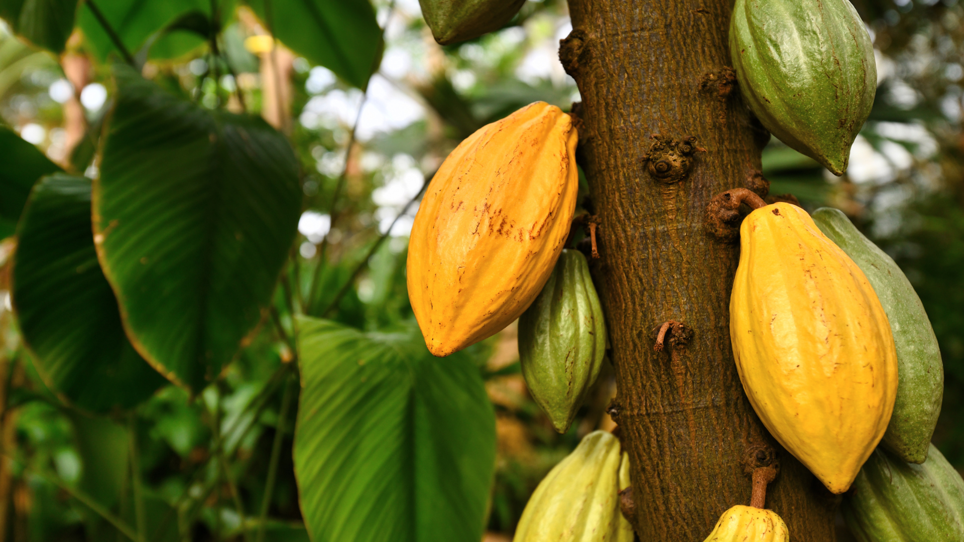 Cacao fresco