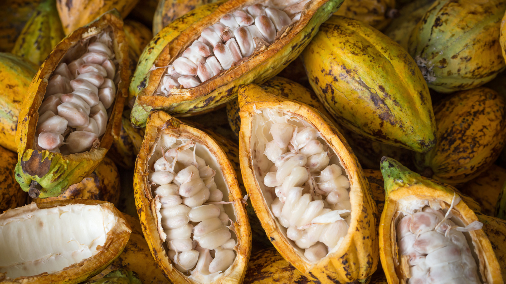 Cacao fresco