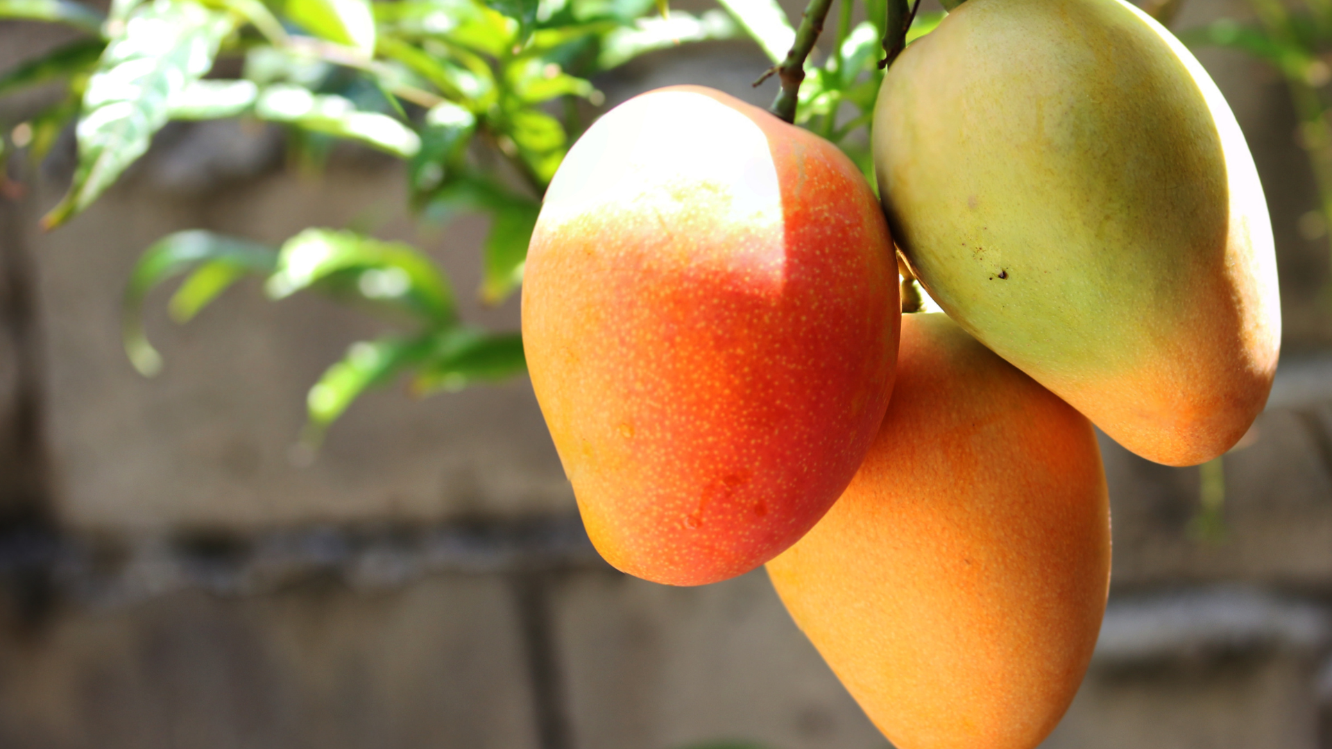 Mango Premium