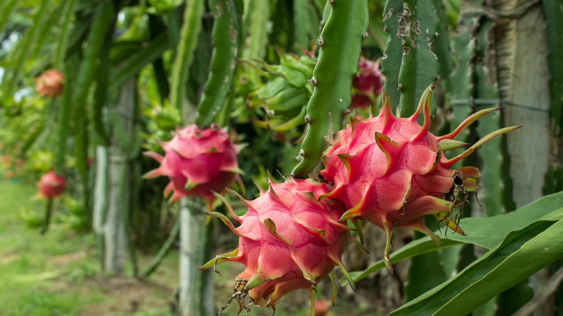 Fruta del Dragón