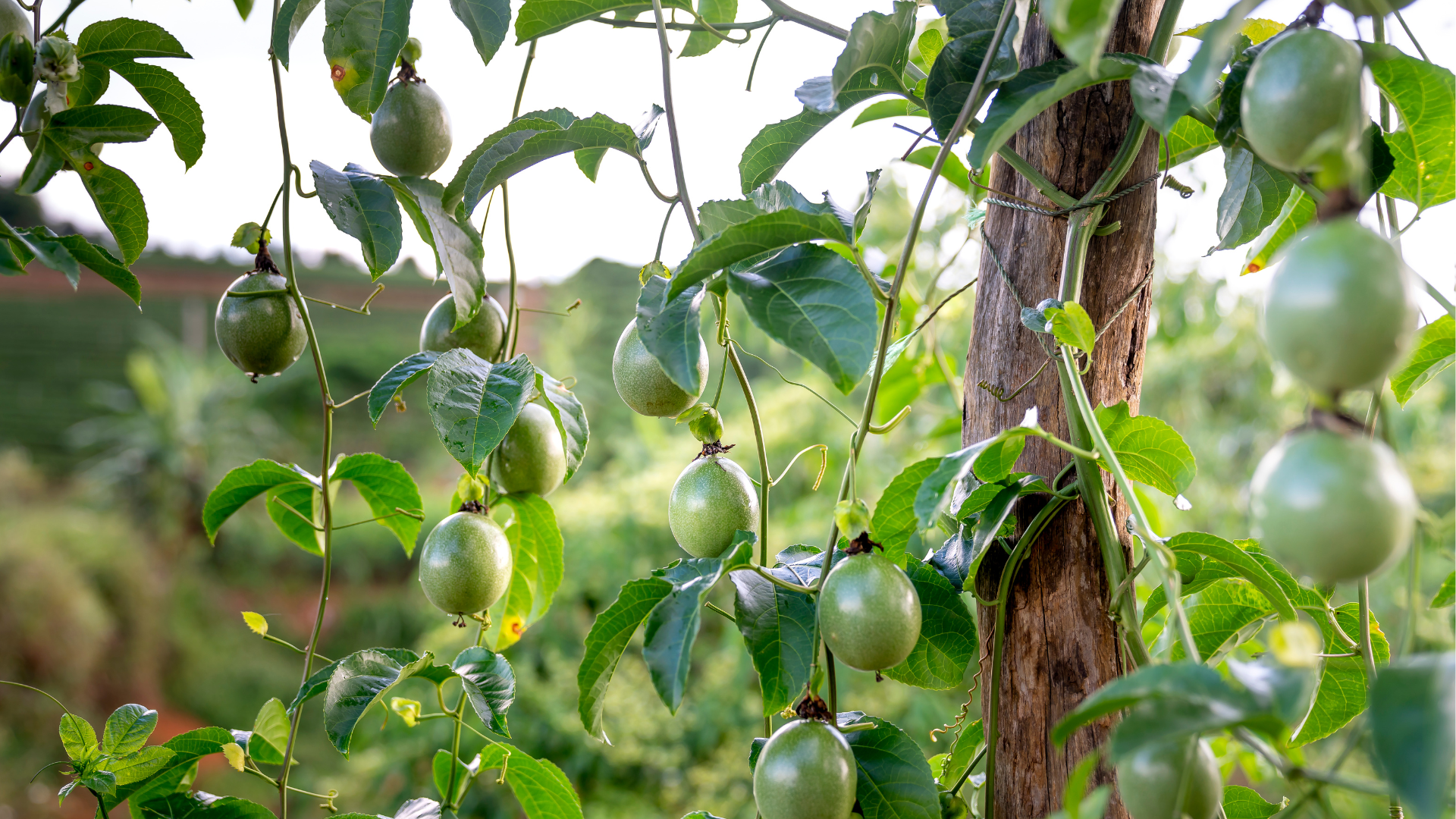 Granadilla