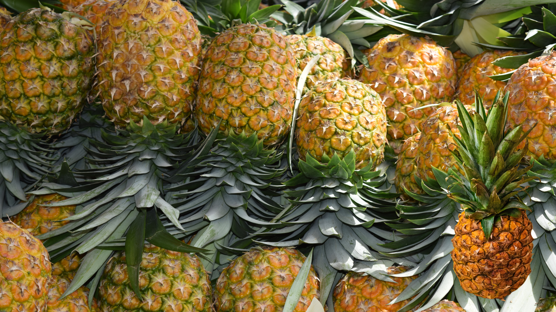 Piñas frescas