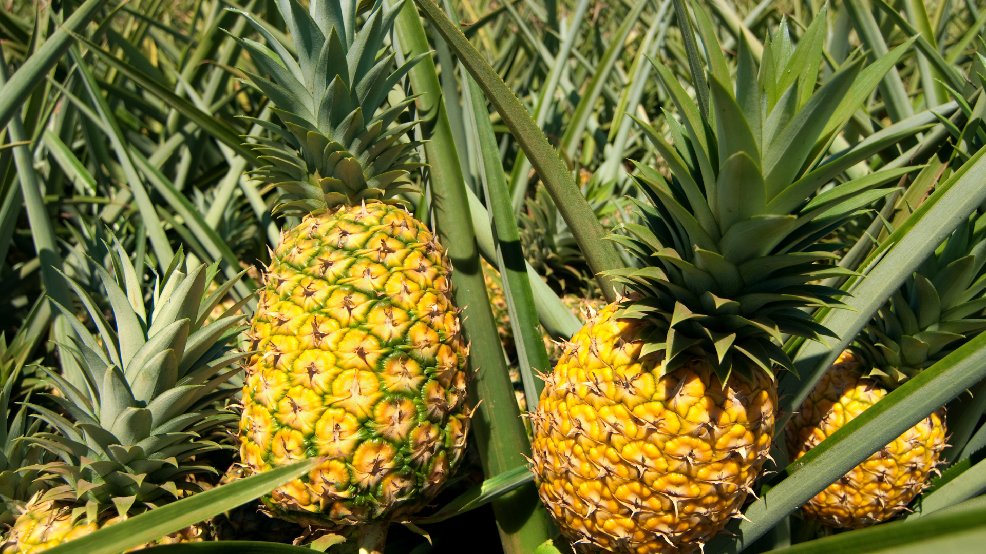 Piñas frescas