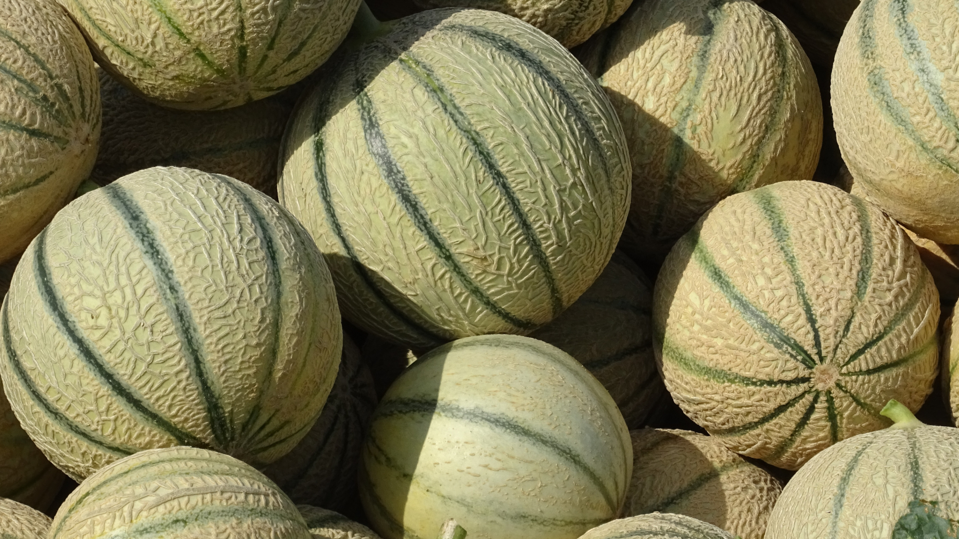 Melón 