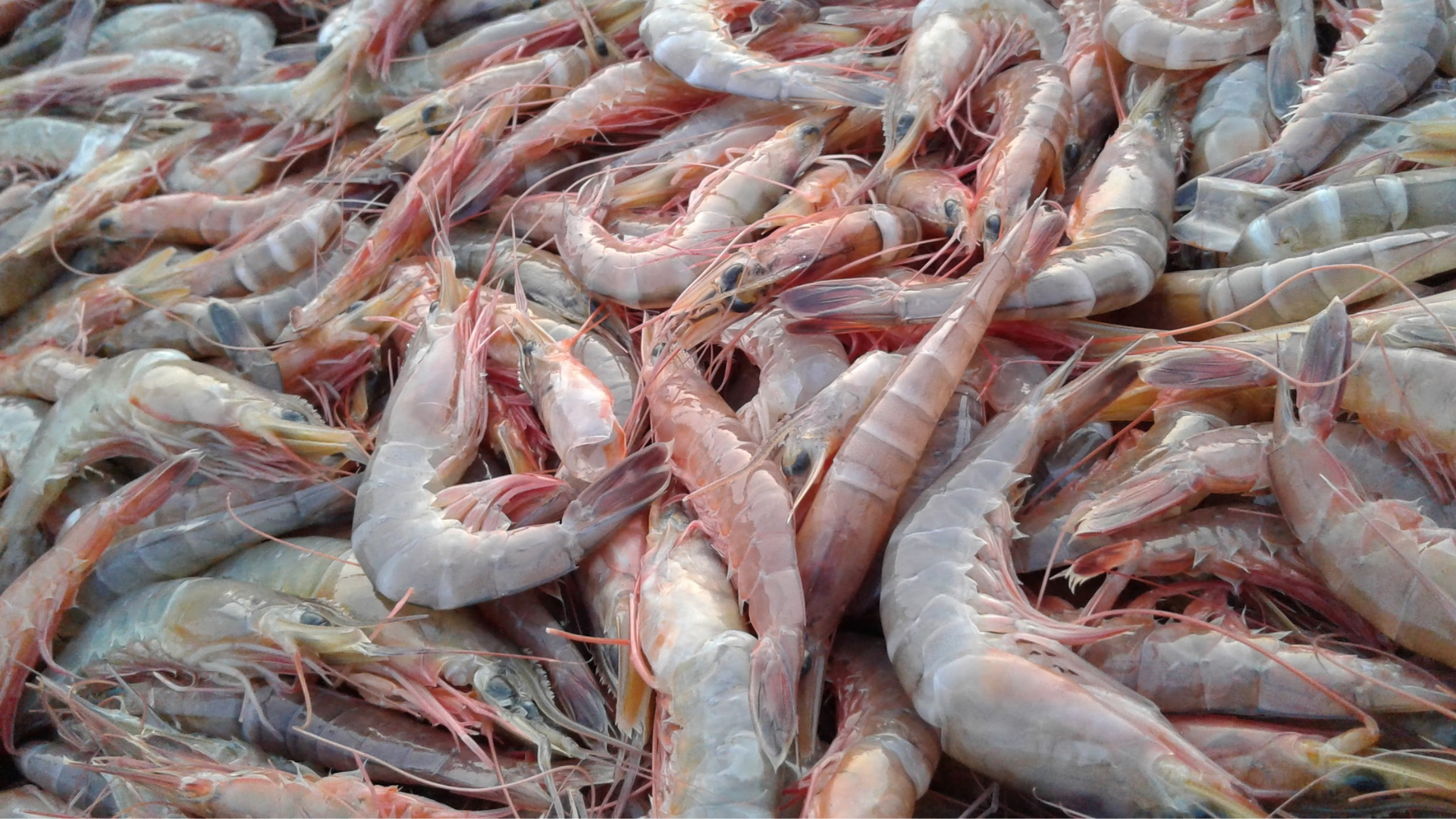 Camarones frescos