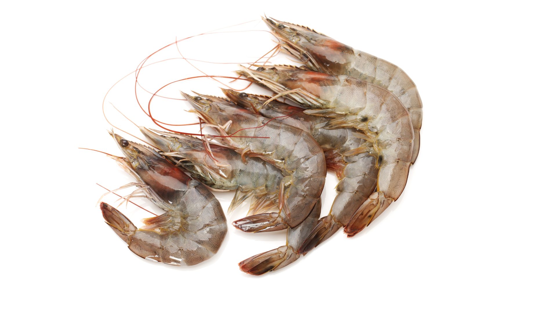 Camarones frescos