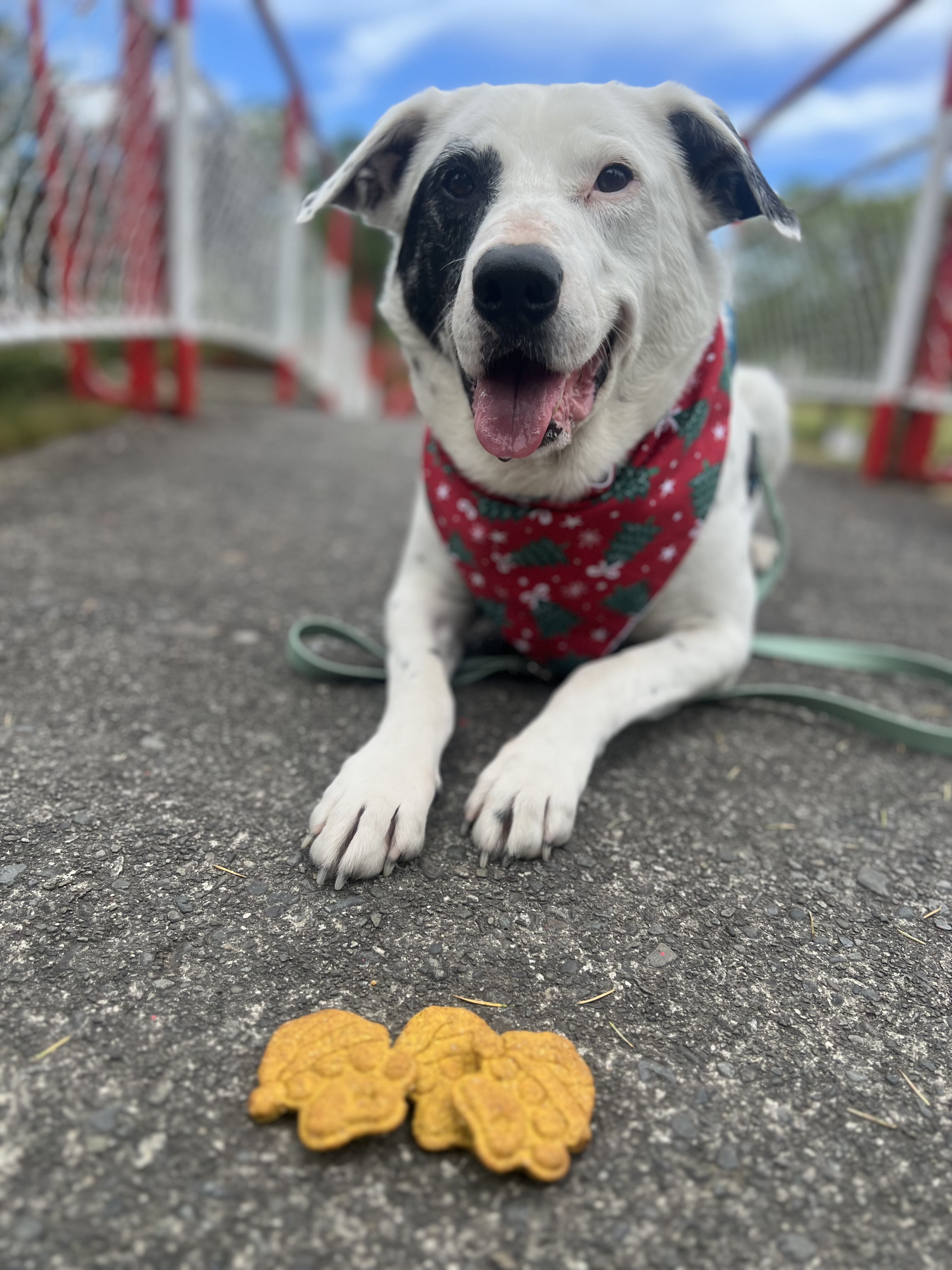 Santa Paws Original Chews