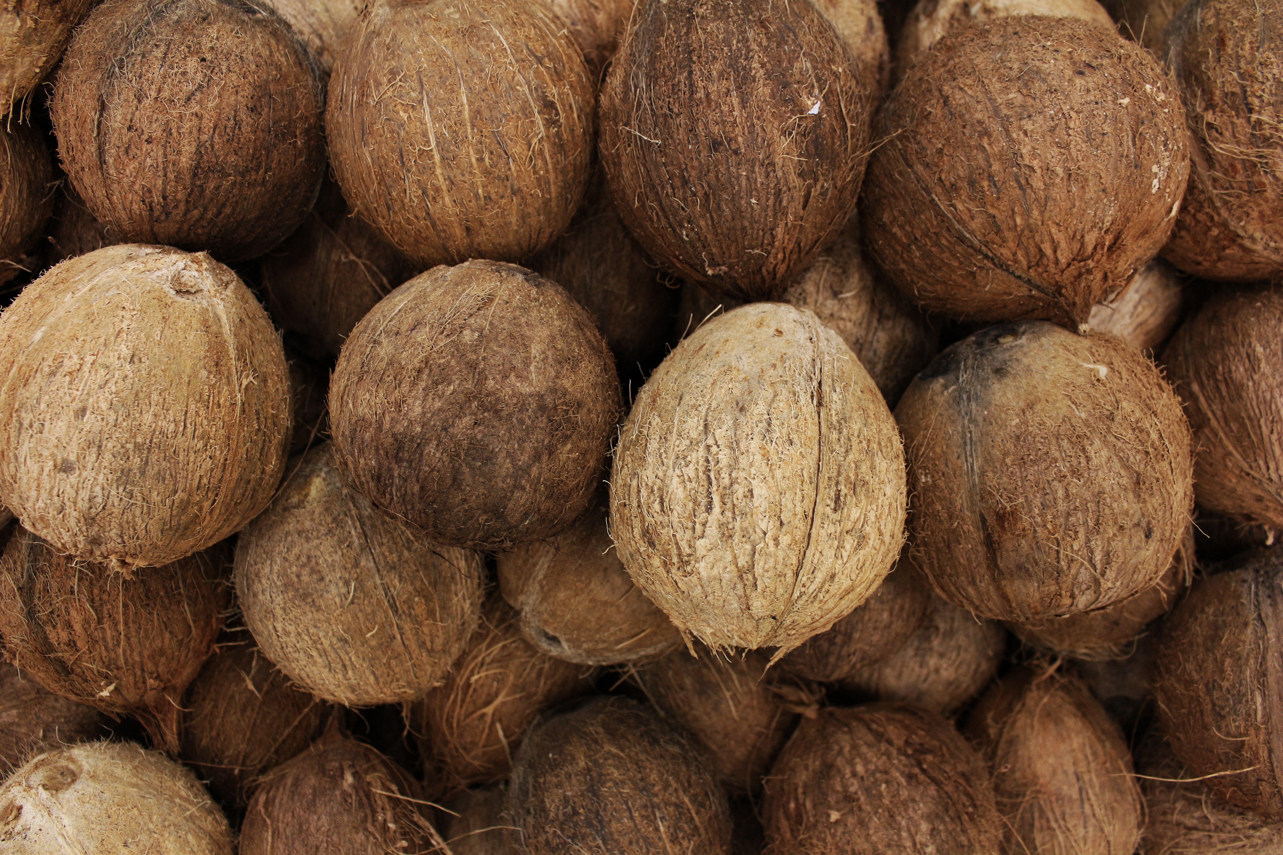 Coconut