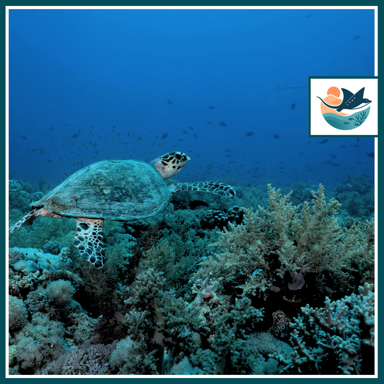 Marsa Mubarak Boat Trip. Snorkeling with Sea Turtles & Coral Reefs in Marsa Alam