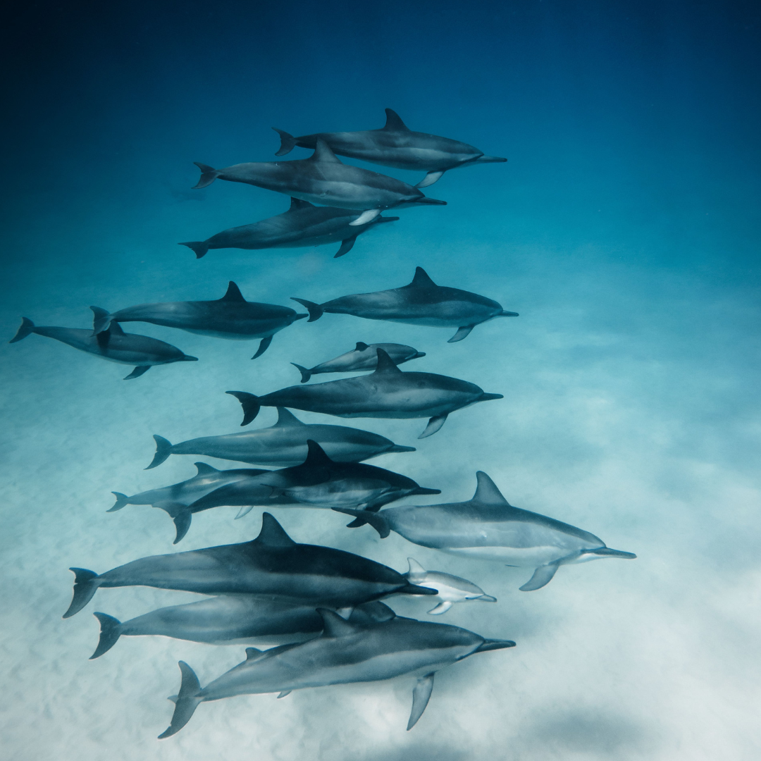 Samadai Dolphin House Snorkeling Trip By Boat from Marsa Alam