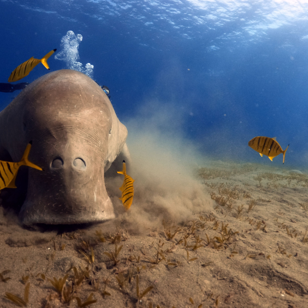 Abu Dabbab Dugong Bay. Day at the Beach with Snorkeling