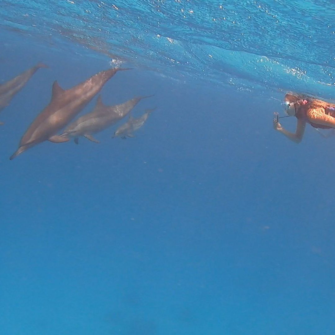 Boat trip to Sataya Dolphin Reef – Swim with Dolphins in the Wild