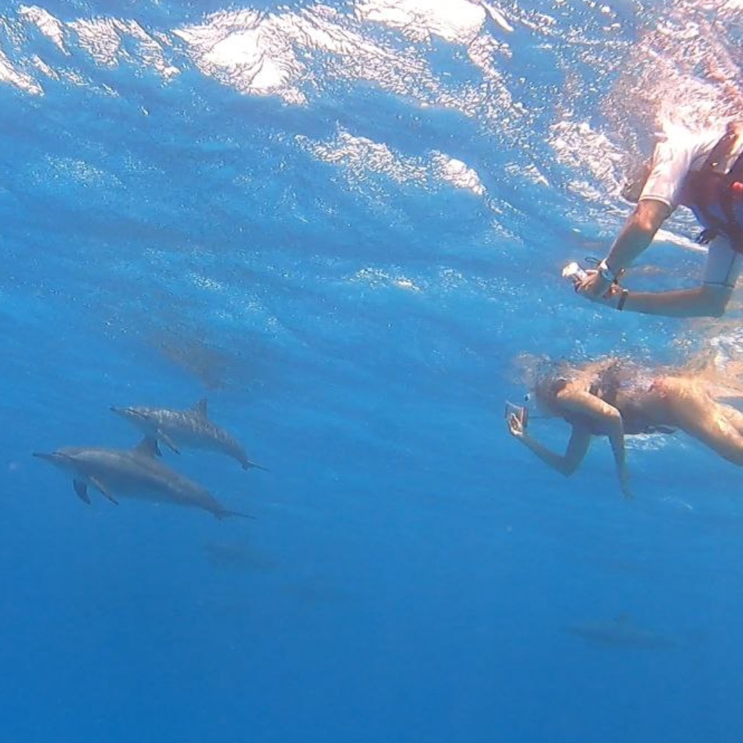 Samadai Dolphin House Snorkeling Trip By Boat from Marsa Alam
