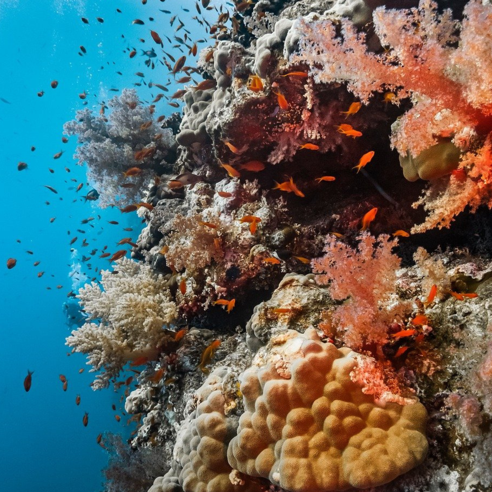 Moto Marine Excursion – Quadbike, Beach & Lunch