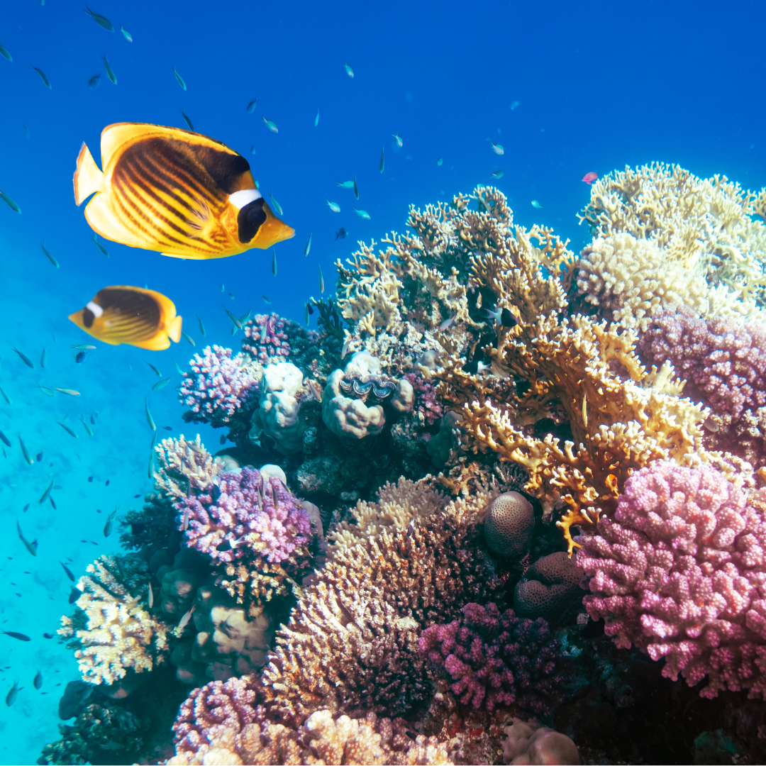 Marsa Mubarak Boat Trip. Snorkeling with Sea Turtles & Coral Reefs in Marsa Alam