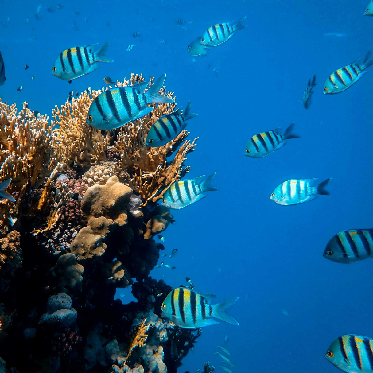 Hamata Islands Snorkeling Trip. Full-Day Boat Tour from Marsa Alam