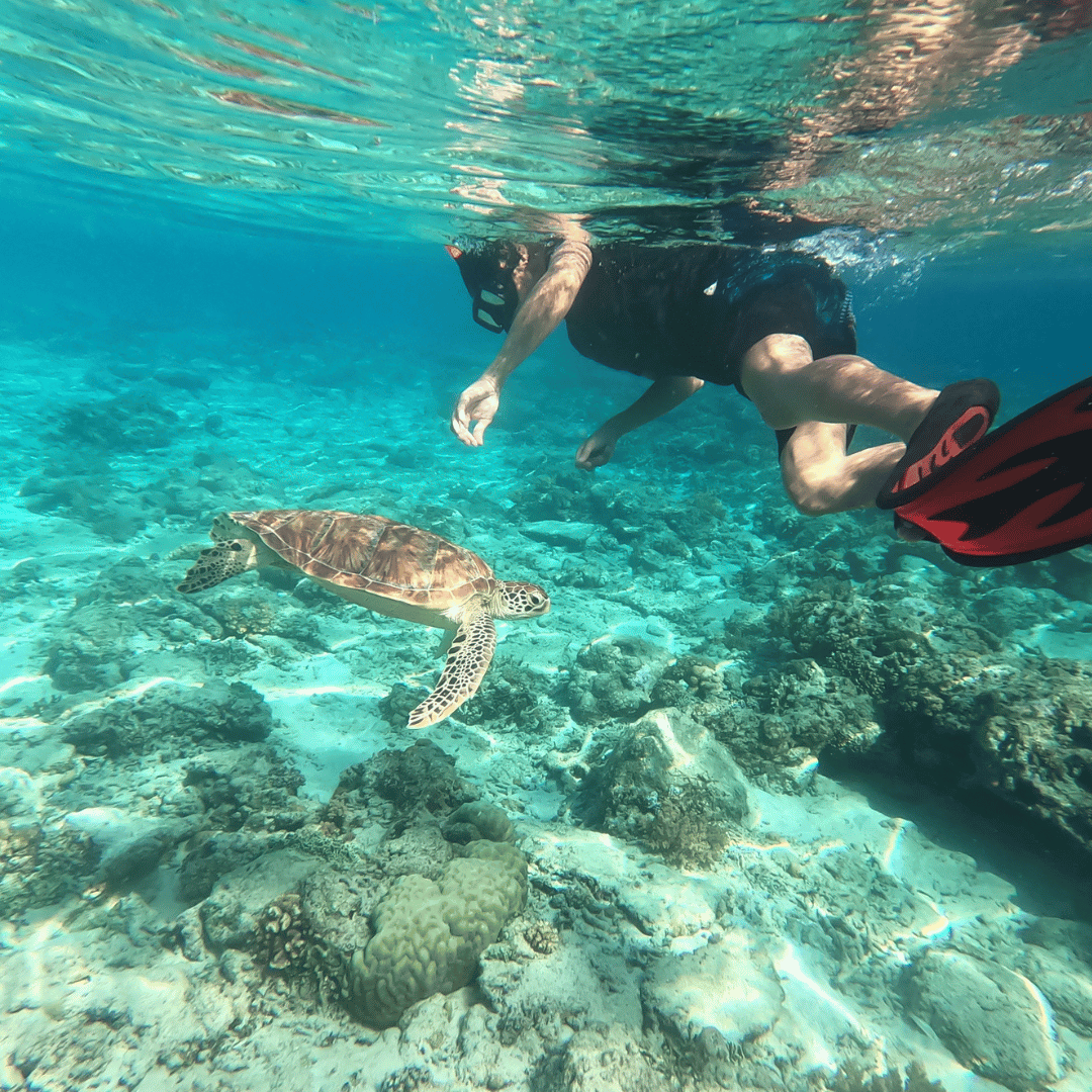 Marsa Mubarak Boat Trip. Snorkeling with Sea Turtles & Coral Reefs in Marsa Alam