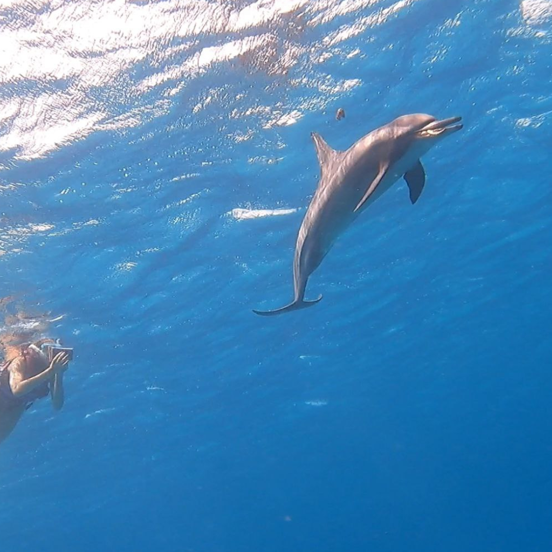 Boat trip to Sataya Dolphin Reef – Swim with Dolphins in the Wild