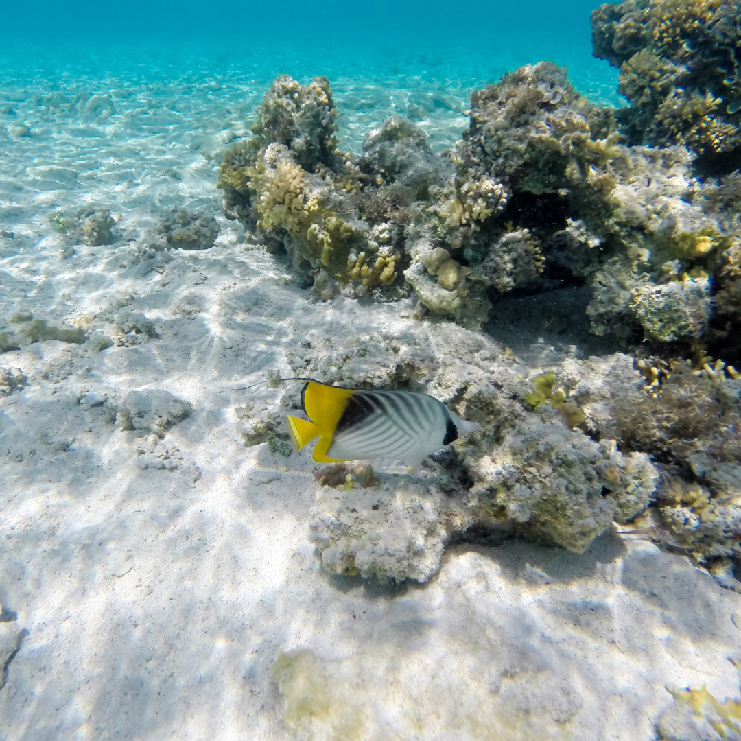 Sharm El Luli – Beach and Snorkeling | Half-Day 