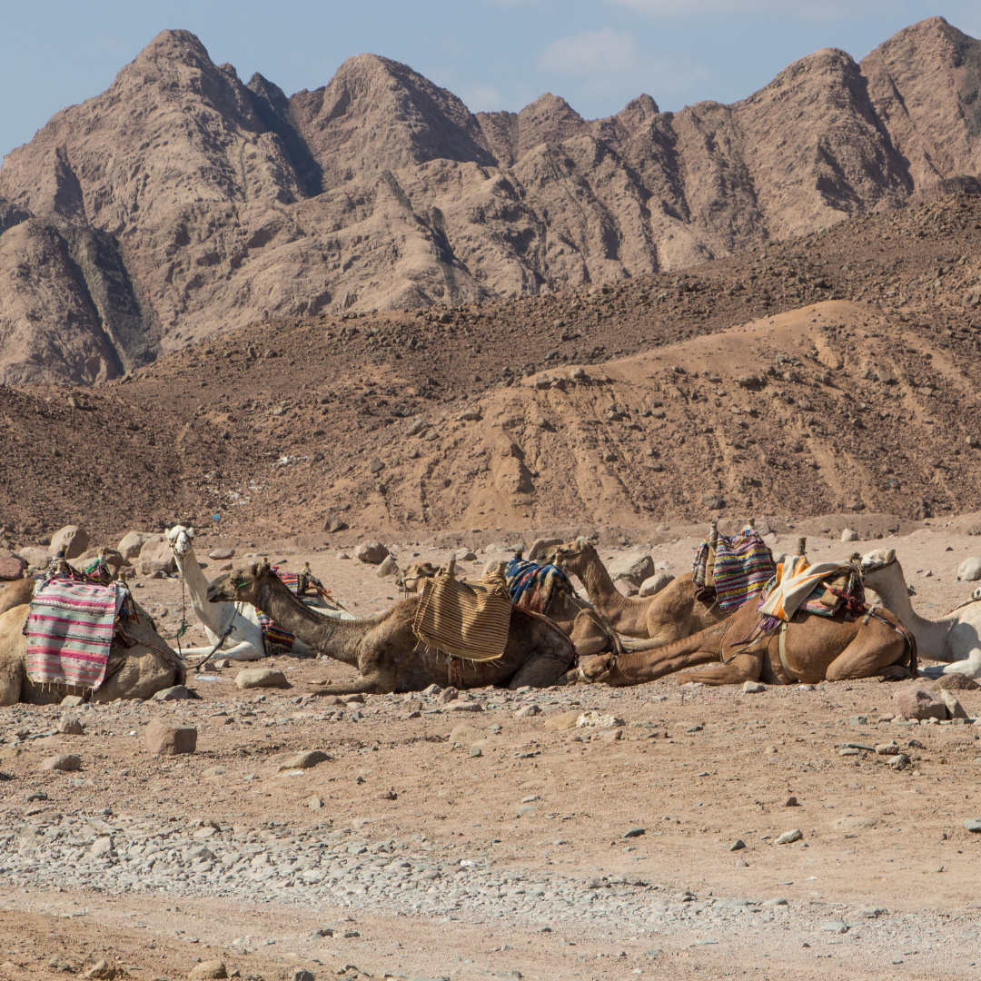 Morning Desert Safari with 2-Hour Quad Biking & Camel Ride