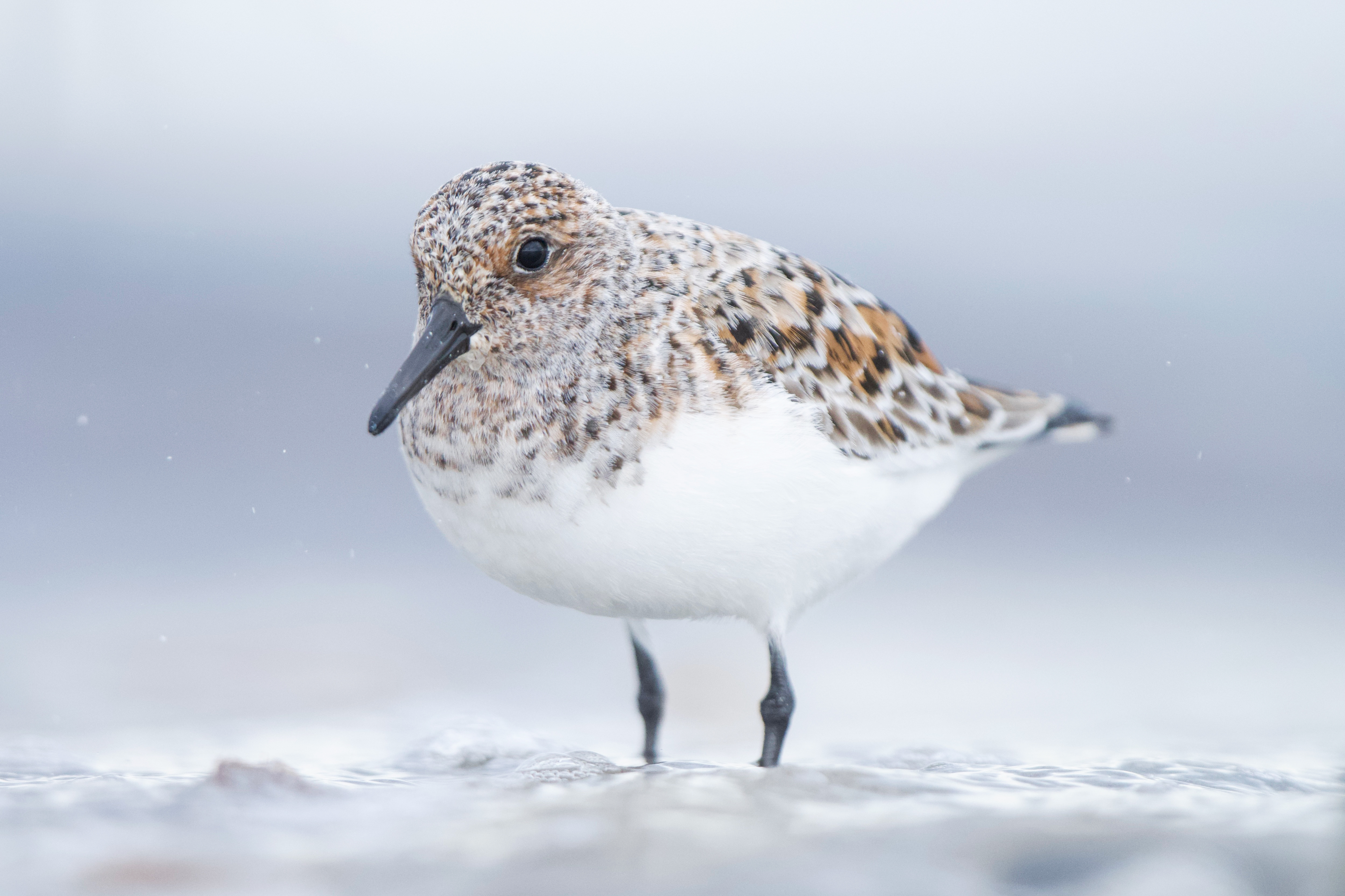Sanderling Print + Frame