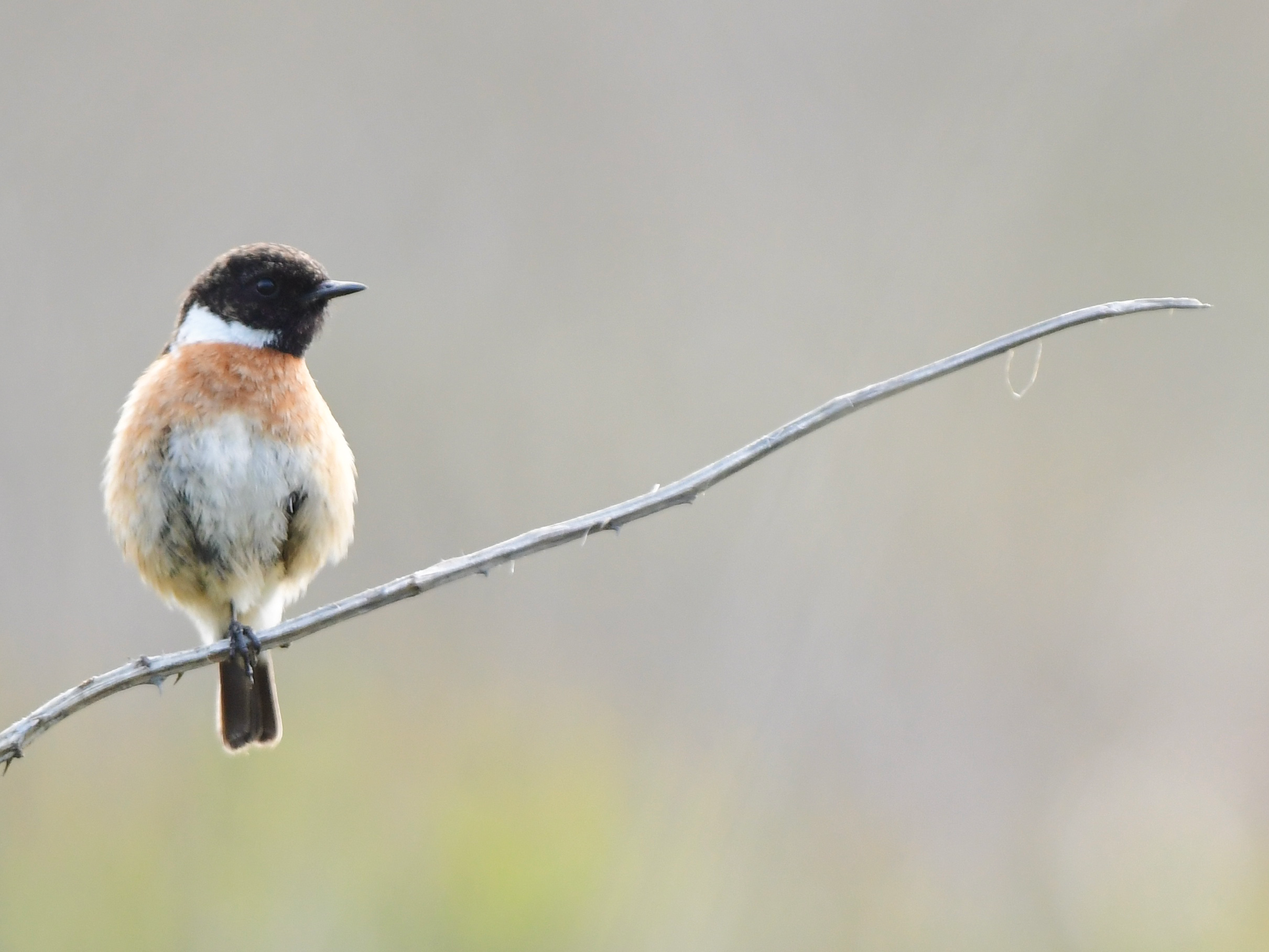Stonechat Print + Frame