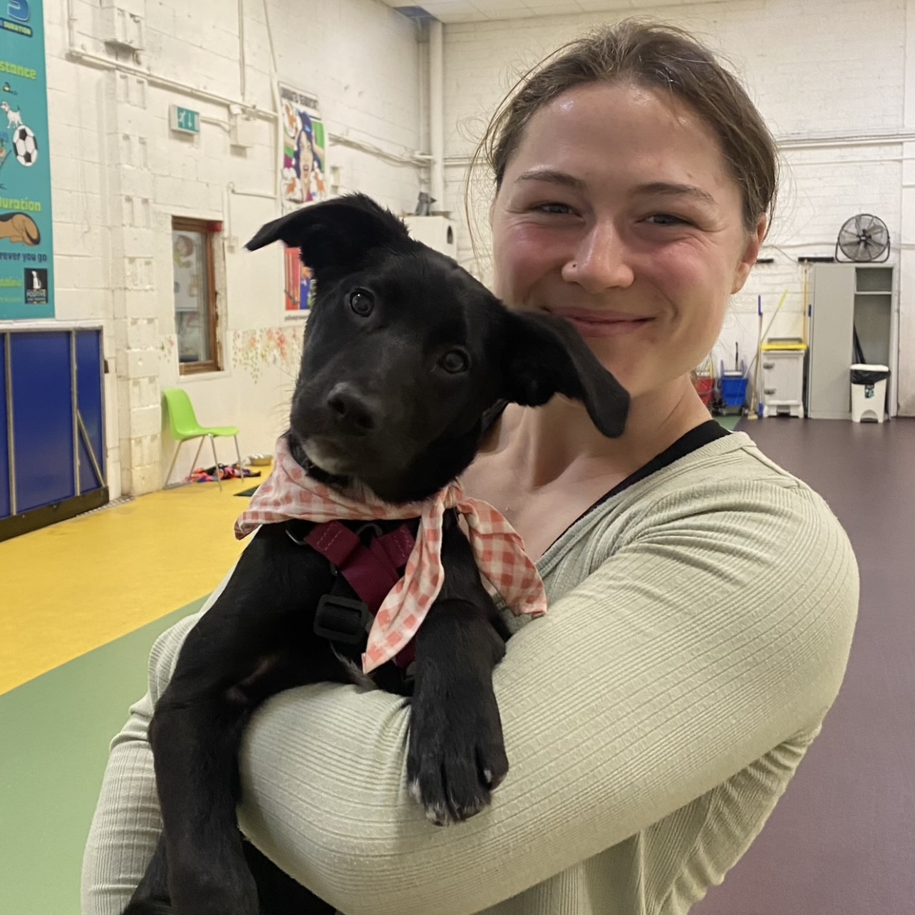 Dog Training Consultation
