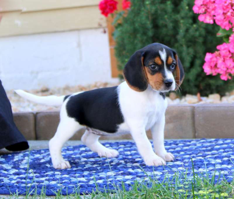 Basil