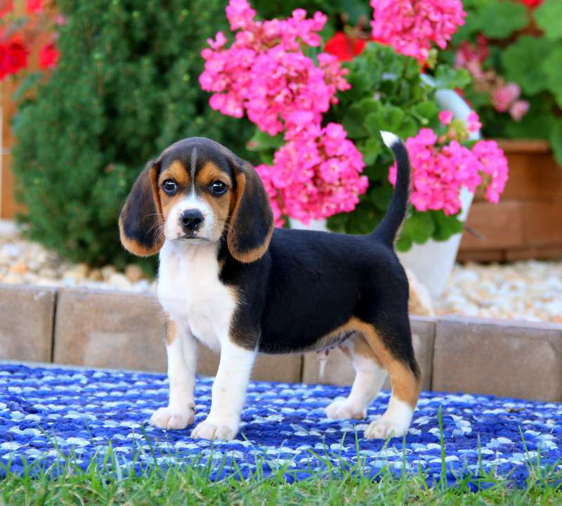 Baxter o