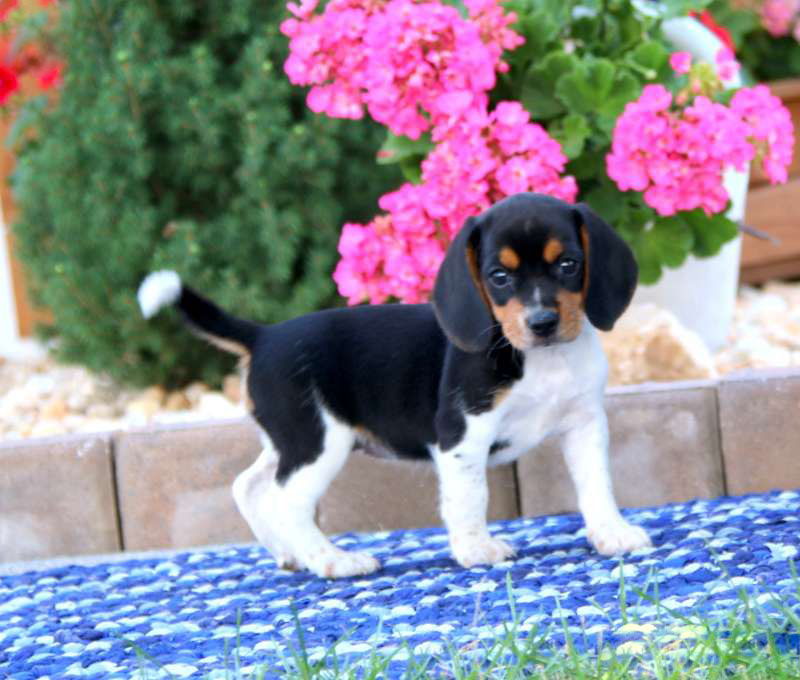 Bella