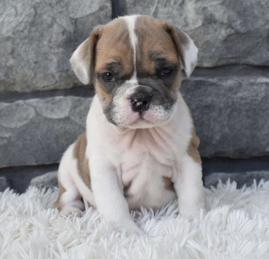 Bella