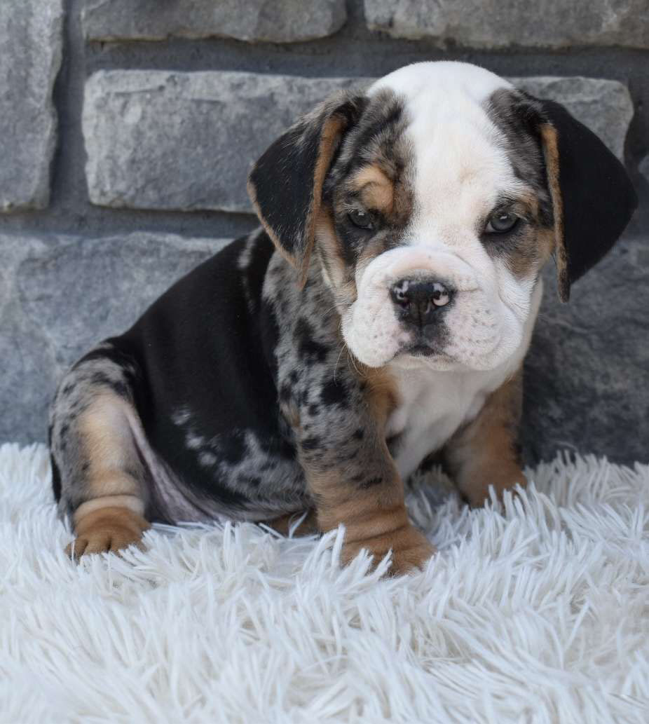 Biscuit